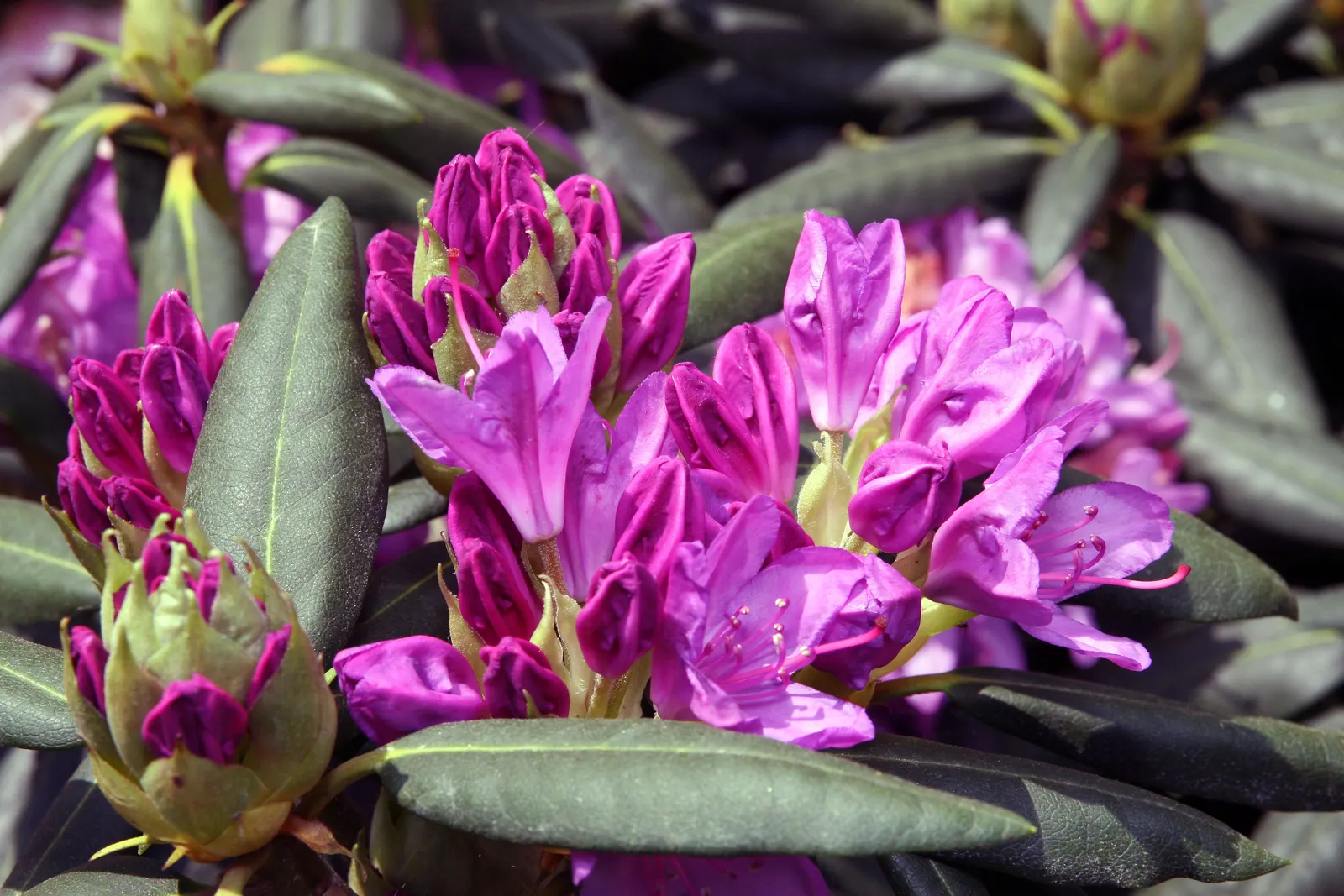 English Roseum Rhododendron (Rhododendron X 'English Roseum') — but take care to avoid waterlogged conditions which can lead to root rot