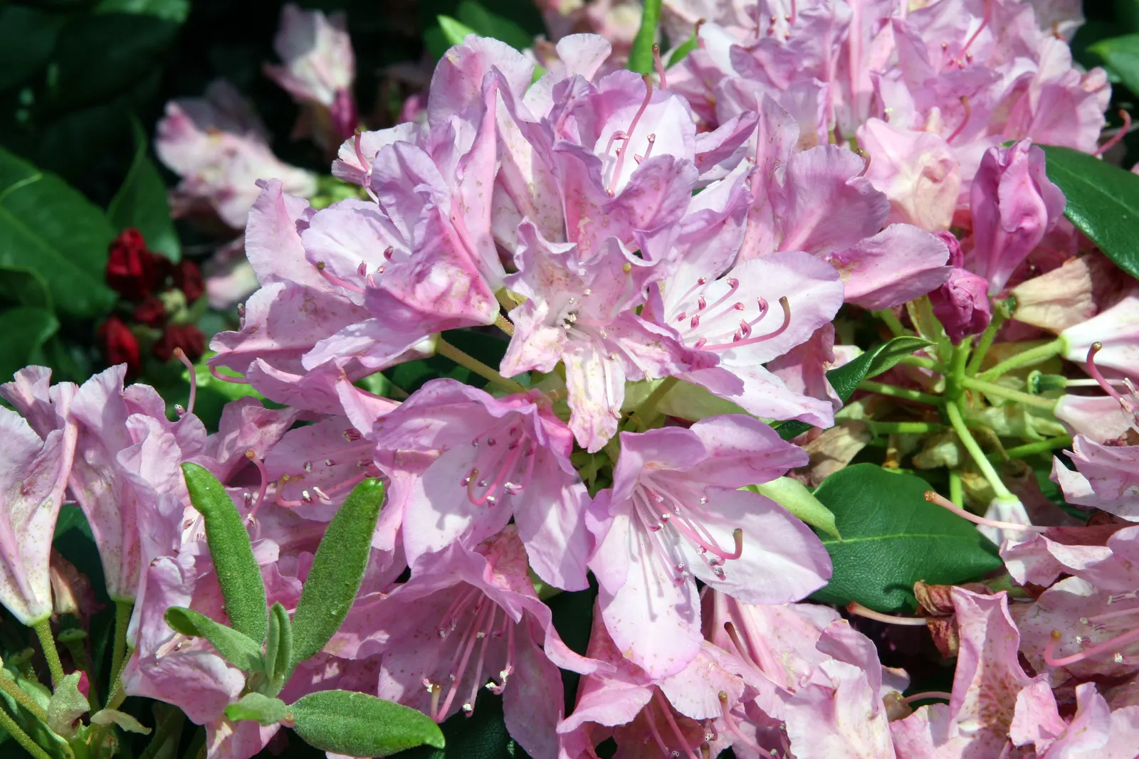 English Roseum Rhododendron (Rhododendron X 'English Roseum') — Blooms in late spring, providing a vibrant display suitable for mixed borders