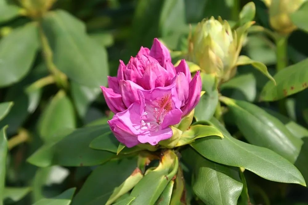 English Roseum Rhododendron (Rhododendron X 'English Roseum') — Prefers acidic, well-drained soil; shrub with pink blooms
