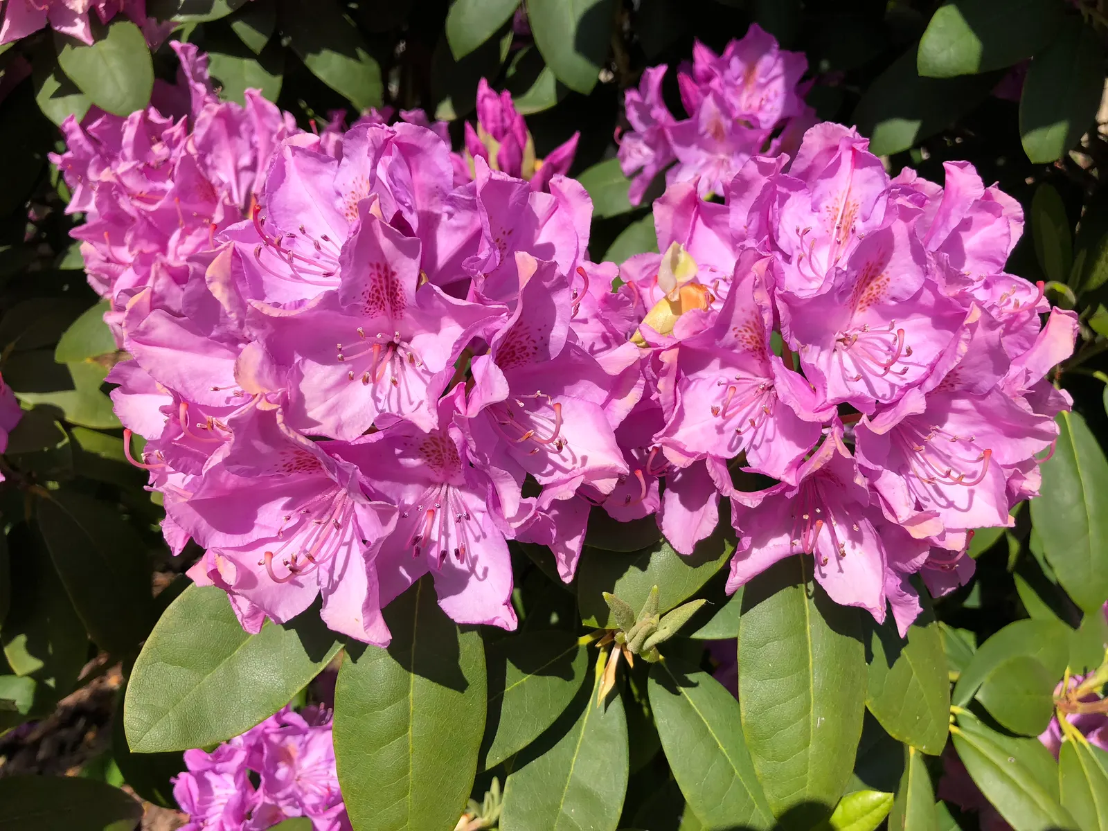 English Roseum Rhododendron (Rhododendron X 'English Roseum') — Each truss can hold up to 20 individual blooms