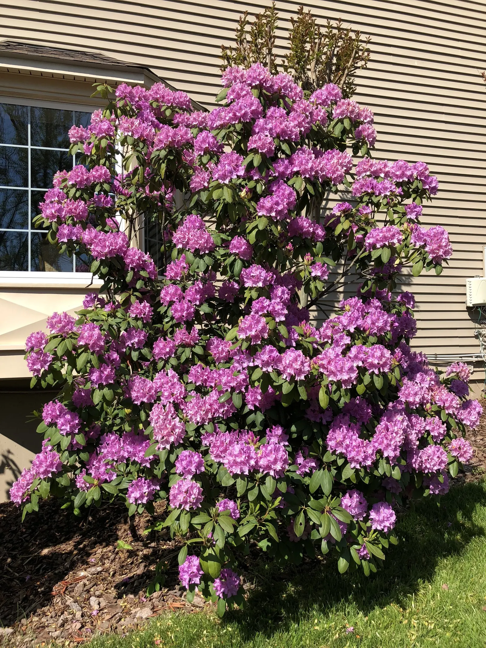 English Roseum Rhododendron (Rhododendron X 'English Roseum') — the English Roseum becomes the centerpiece of any garden