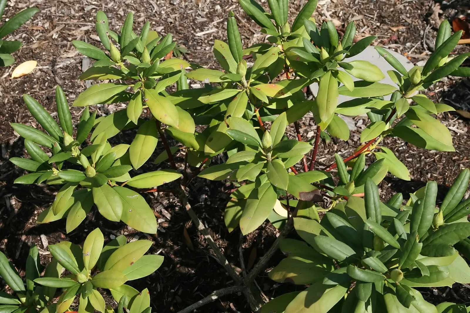 English Roseum Rhododendron (Rhododendron X 'English Roseum') — shrub with pink blooms