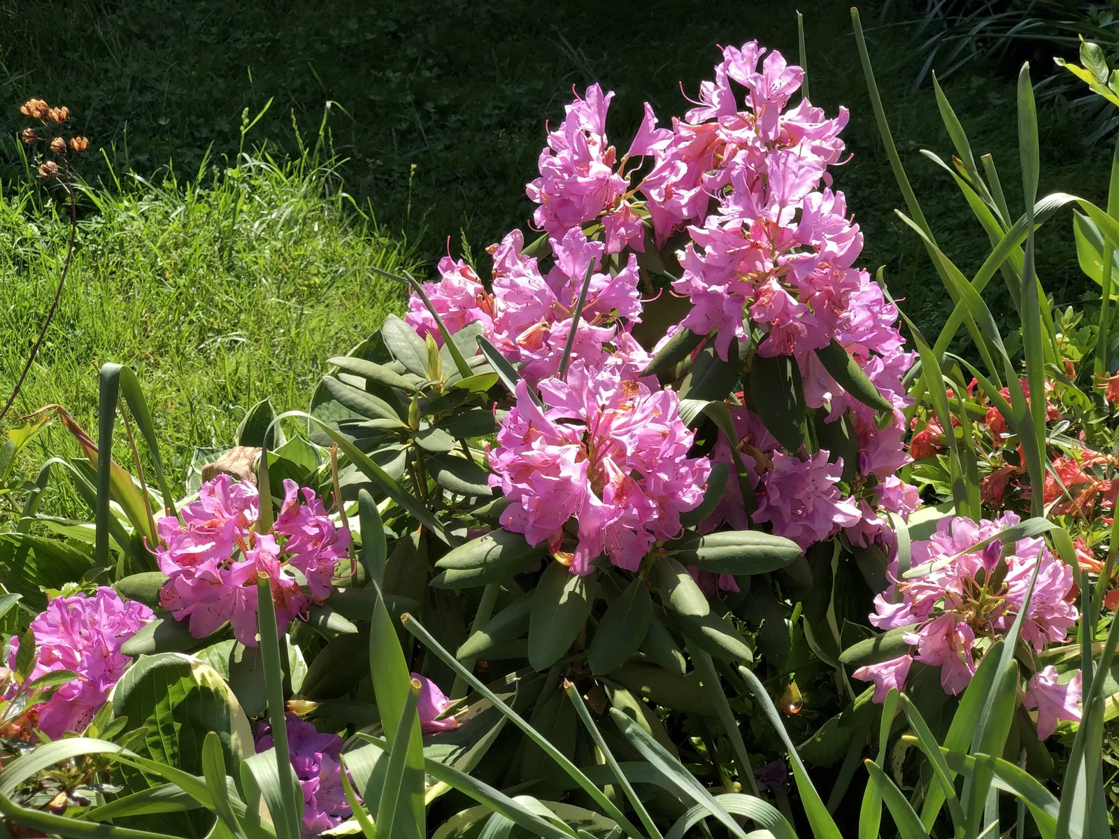 English Roseum Rhododendron (Rhododendron X 'English Roseum') — Amending with organic matter will help maintain the necessary soil conditions