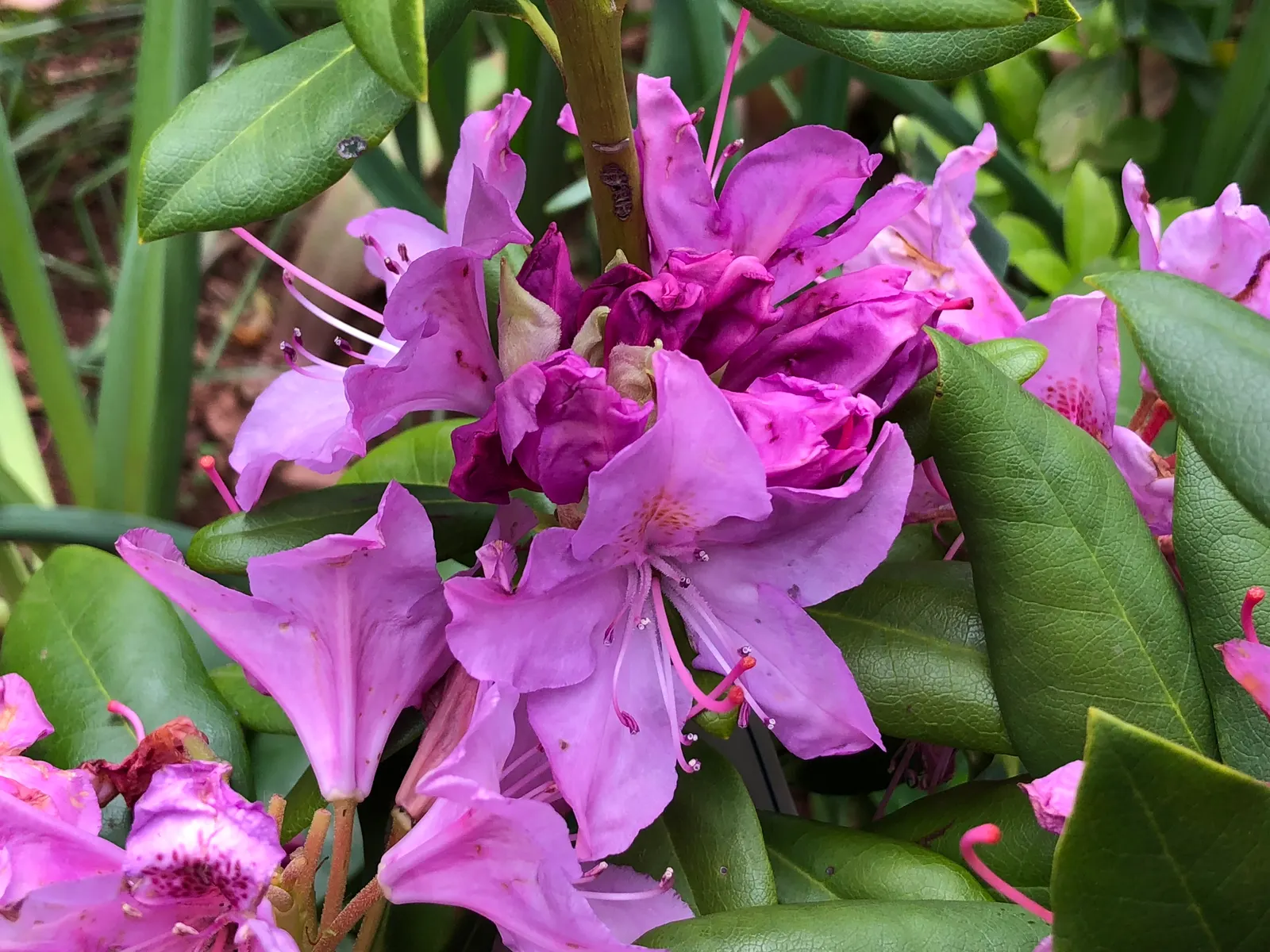 English Roseum Rhododendron (Rhododendron X 'English Roseum') — This hardy shrub typically achieves a mature height of 6 to 8 feet with a similar spread