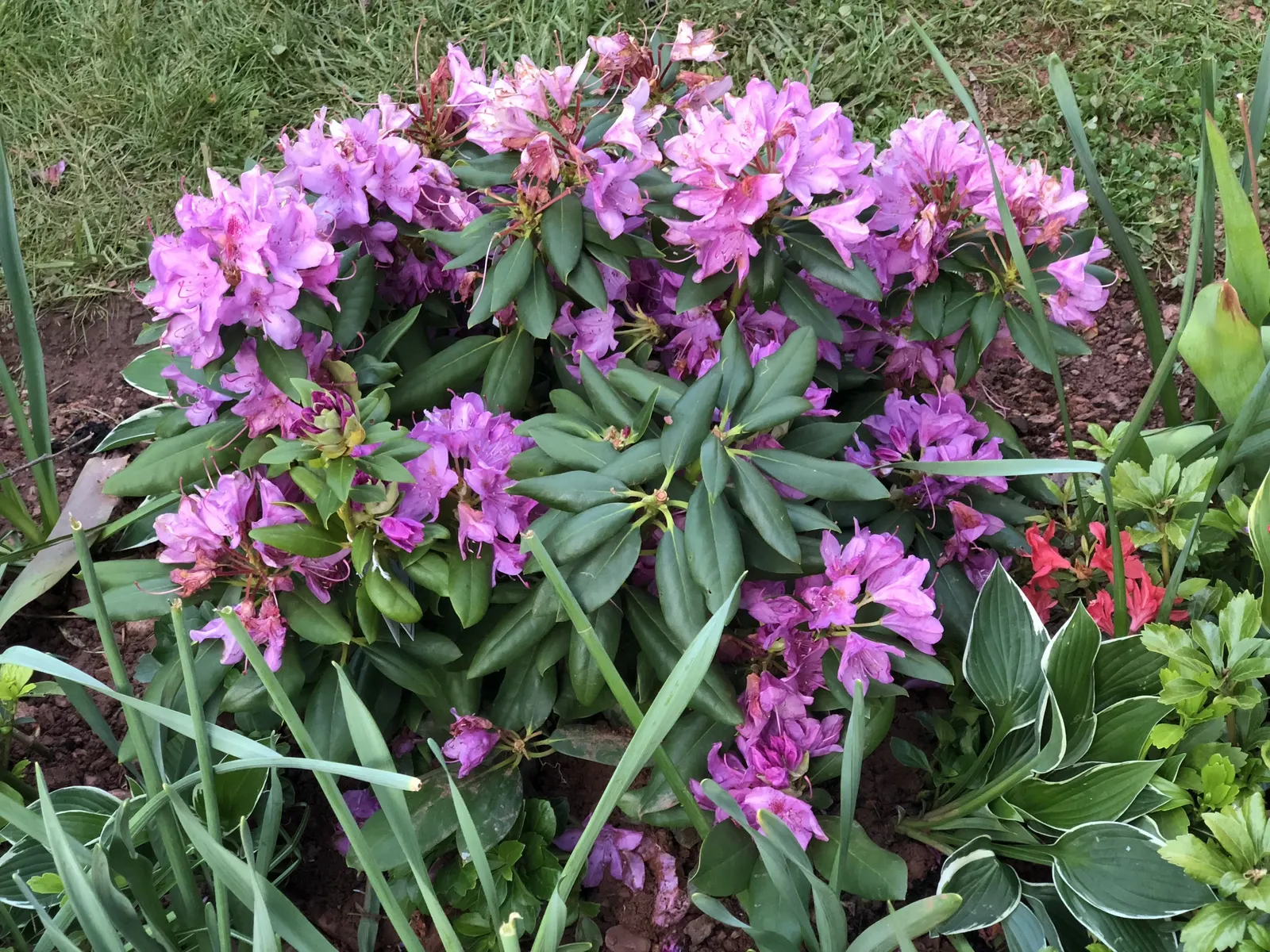 English Roseum Rhododendron (Rhododendron X 'English Roseum') — shrub for half