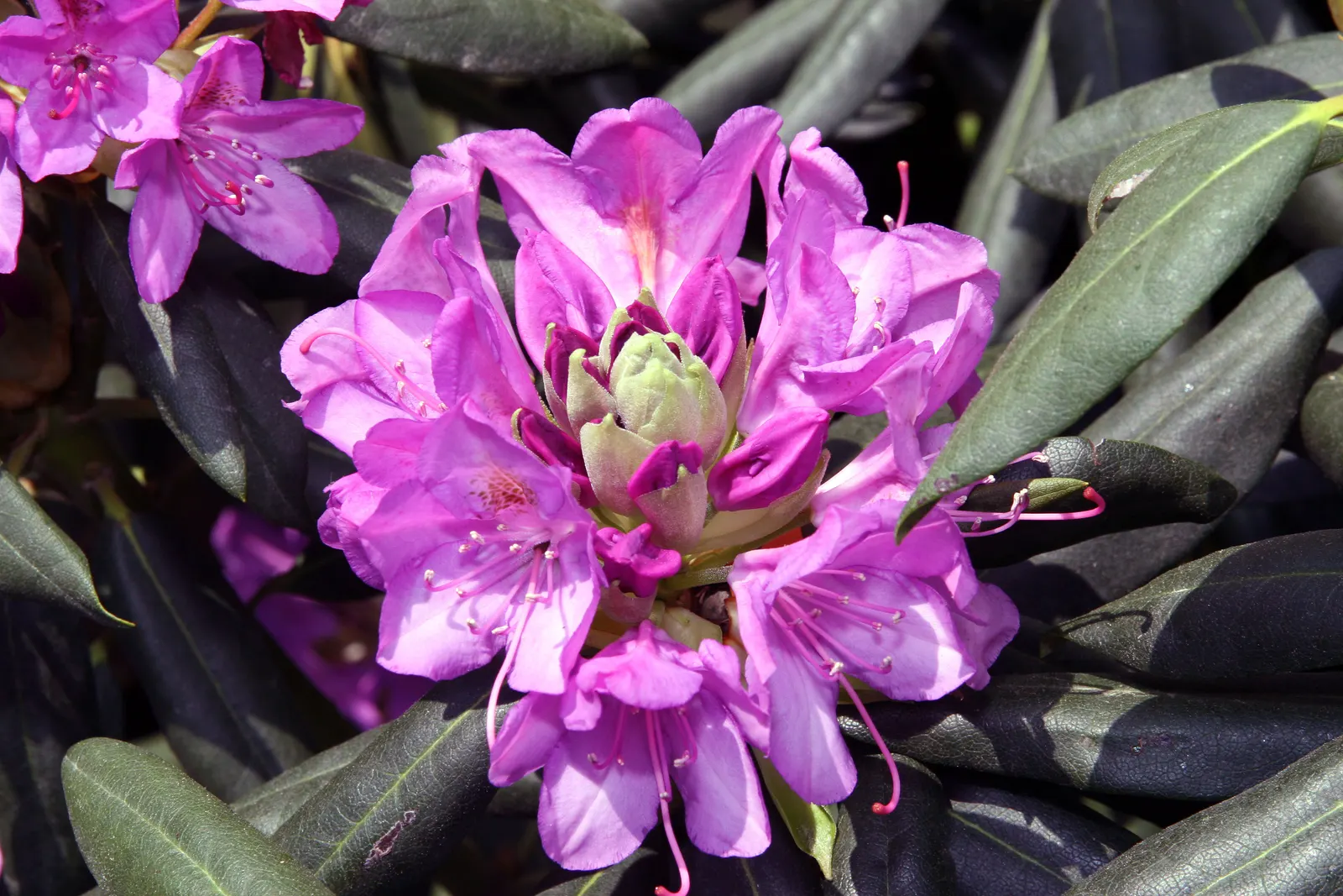 English Roseum Rhododendron (Rhododendron X 'English Roseum') — Regular watering is needed to ensure a deep root system