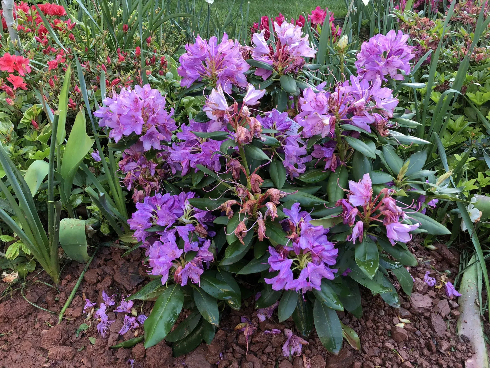 English Roseum Rhododendron (Rhododendron X 'English Roseum') — The flowers offer a delightful contrast against the dark green