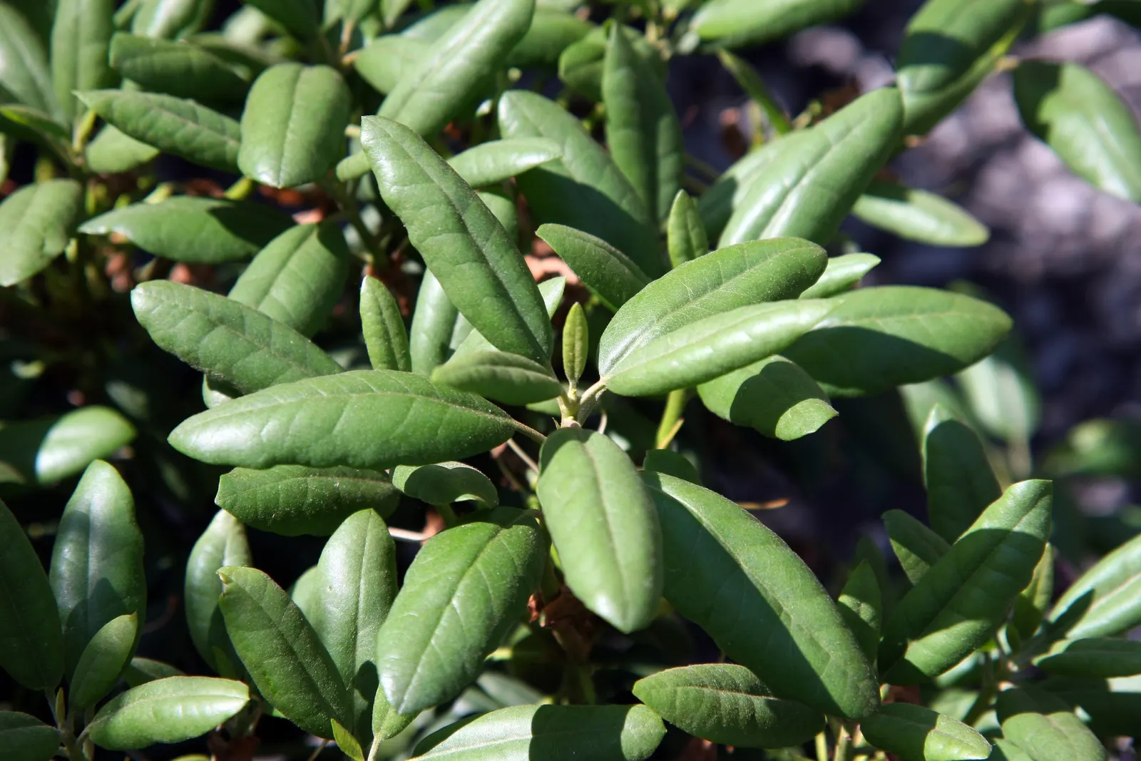 English Roseum Rhododendron (Rhododendron X 'English Roseum') — rounded inflorescence up to 6 inches across