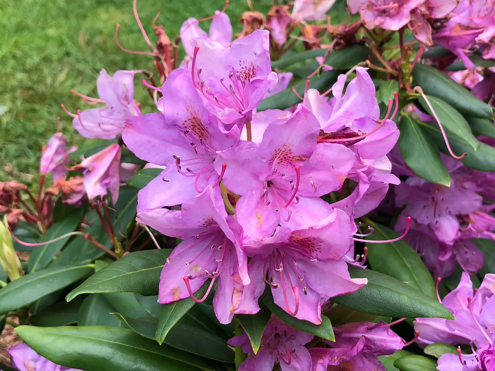 English Roseum Rhododendron (Rhododendron X 'English Roseum') — pink flowers in the garden