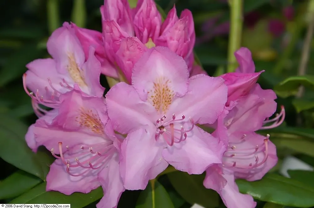 English Roseum Rhododendron (Rhododendron X 'English Roseum') — with its scientific moniker Rhododendron x 'English Roseum'