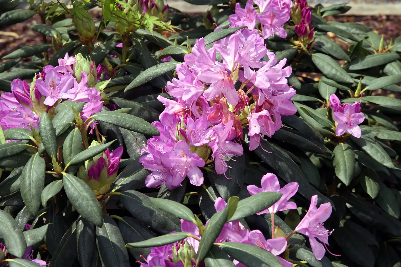 English Roseum Rhododendron (Rhododendron X 'English Roseum') — When planning your landscape design