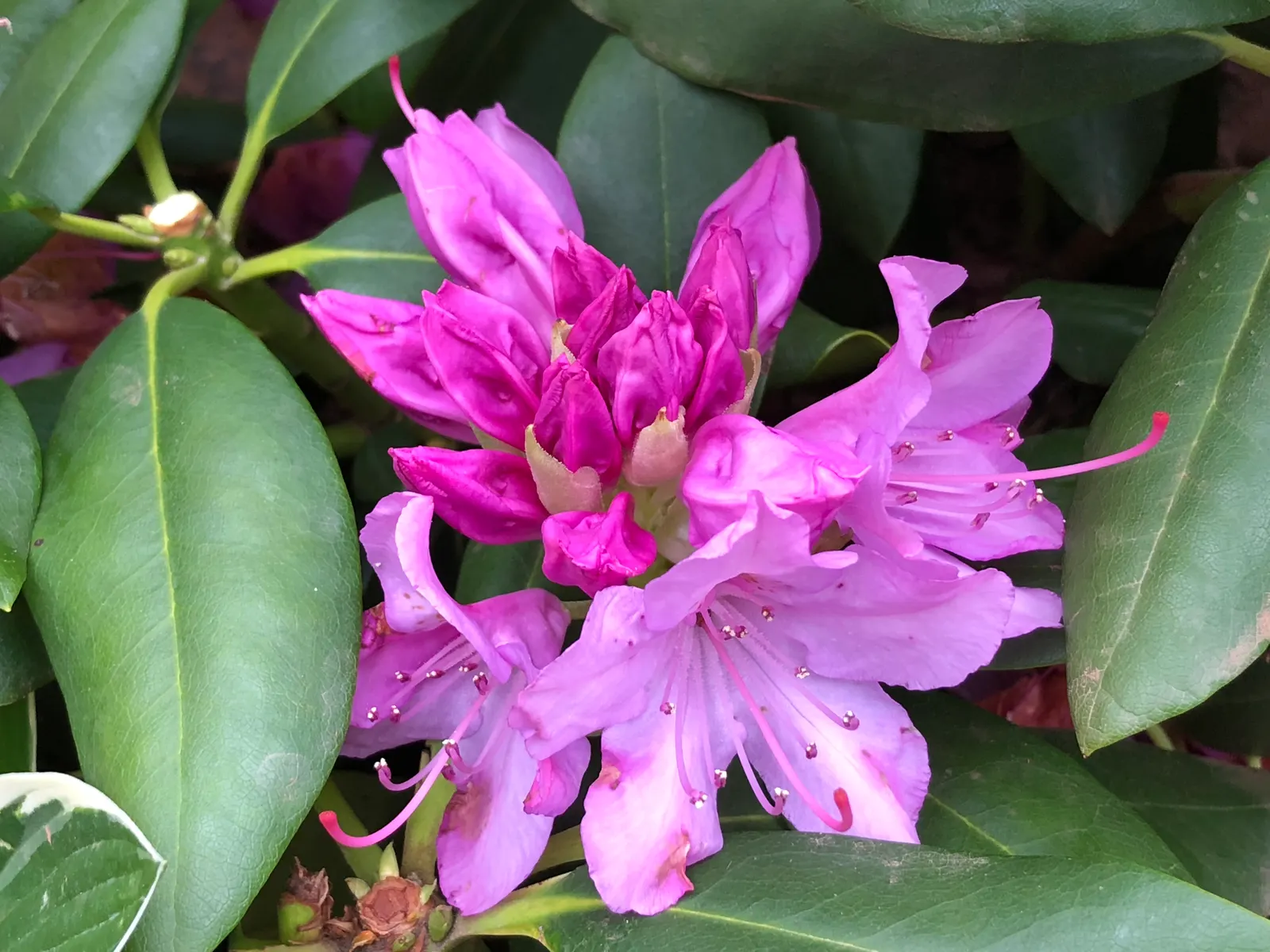 English Roseum Rhododendron (Rhododendron X 'English Roseum') — is a highly regarded evergreen species known for its lush foliage and spectacular floral display