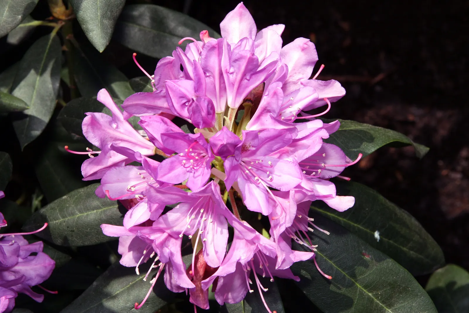English Roseum Rhododendron (Rhododendron X 'English Roseum') — showy clusters of pink blooms