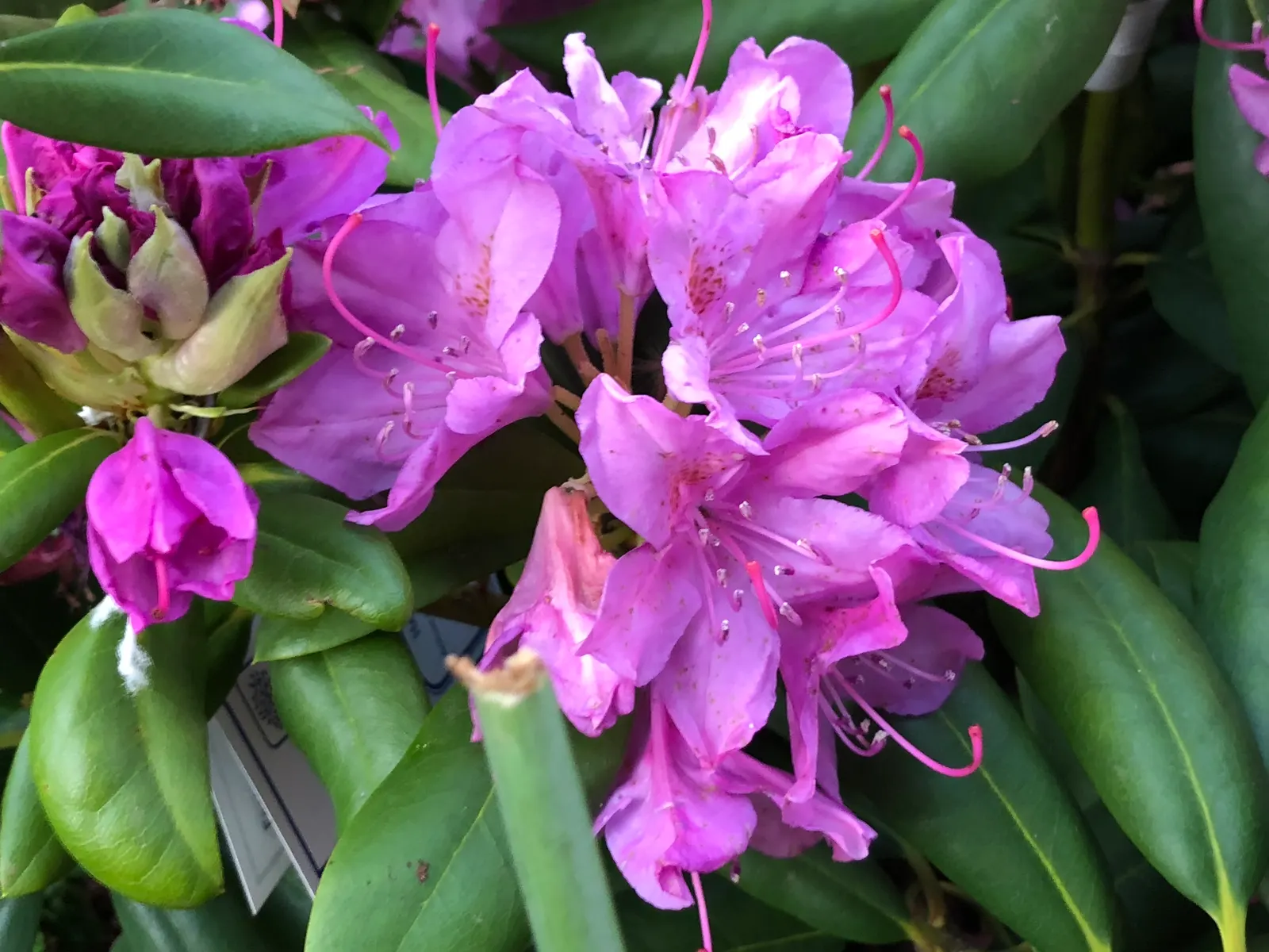English Roseum Rhododendron (Rhododendron X 'English Roseum') — It reaches heights of 6-8 feet with a similar spread and thrives in partial shade