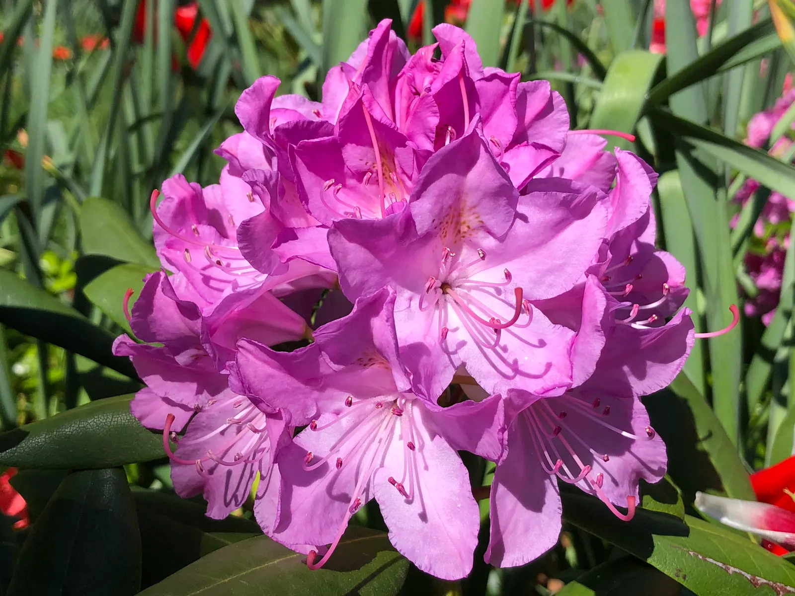 English Roseum Rhododendron (Rhododendron X 'English Roseum') — This variety also benefits from a mulch layer to keep roots cool and moist