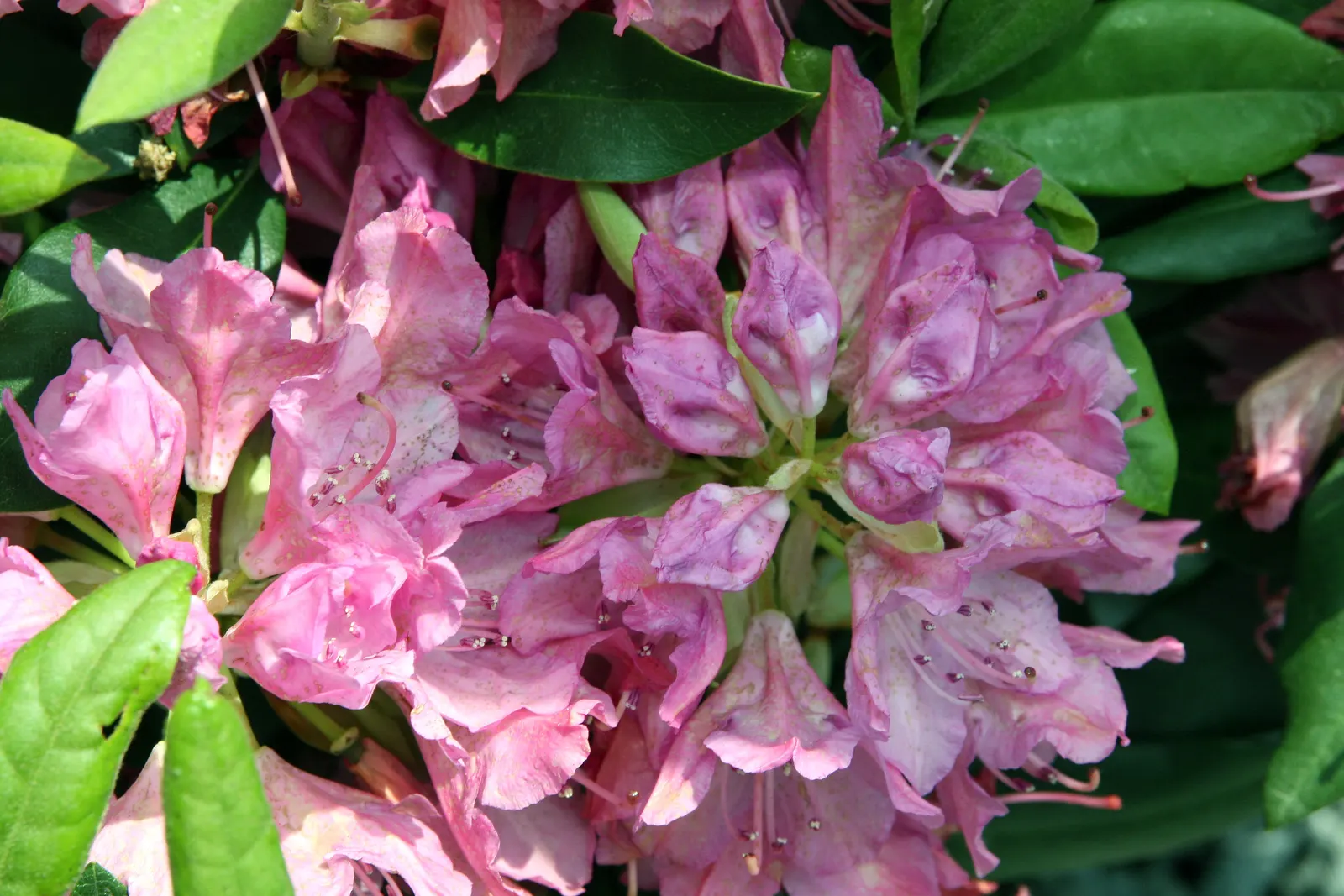 English Roseum Rhododendron (Rhododendron X 'English Roseum') — plant your English Roseum Rhododendron in well-drained