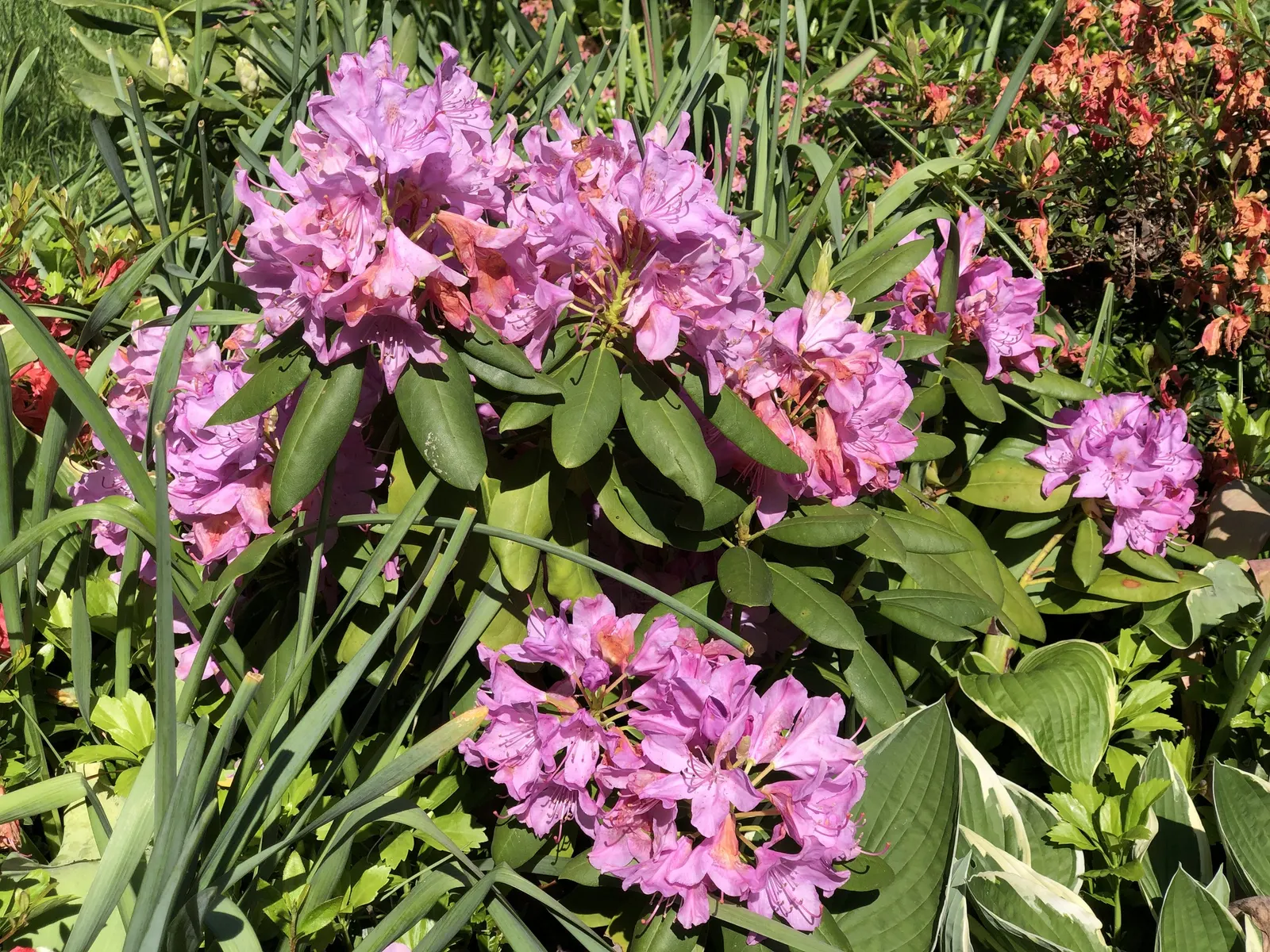 English Roseum Rhododendron (Rhododendron X 'English Roseum') — showy clusters of pink blooms; when planning your landscape design