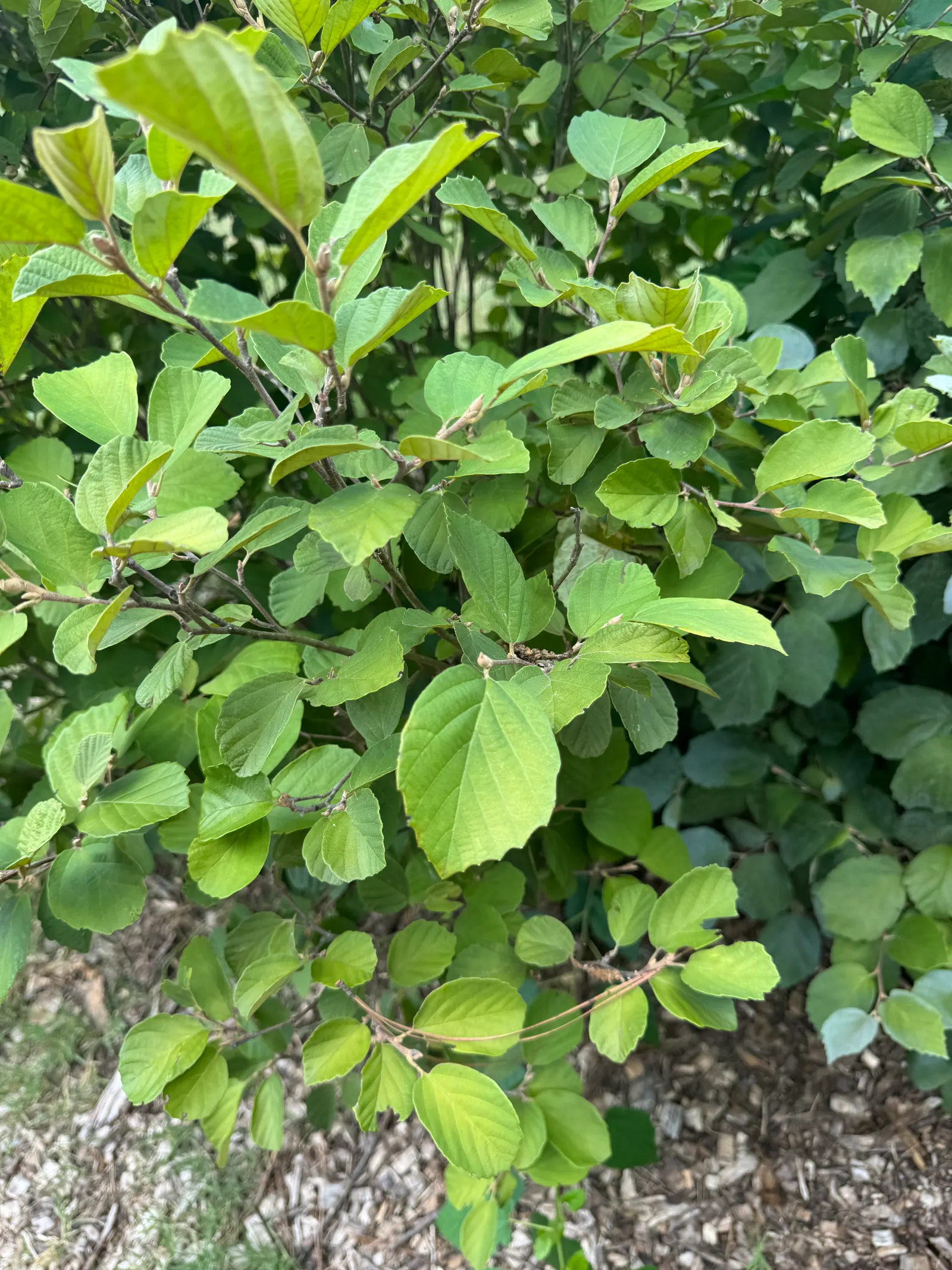 Blue Shadow Fothergilla (Fothergilla Gardenia 'Blue Shadow') — The Fothergilla gardenii 'Blue Shadow'