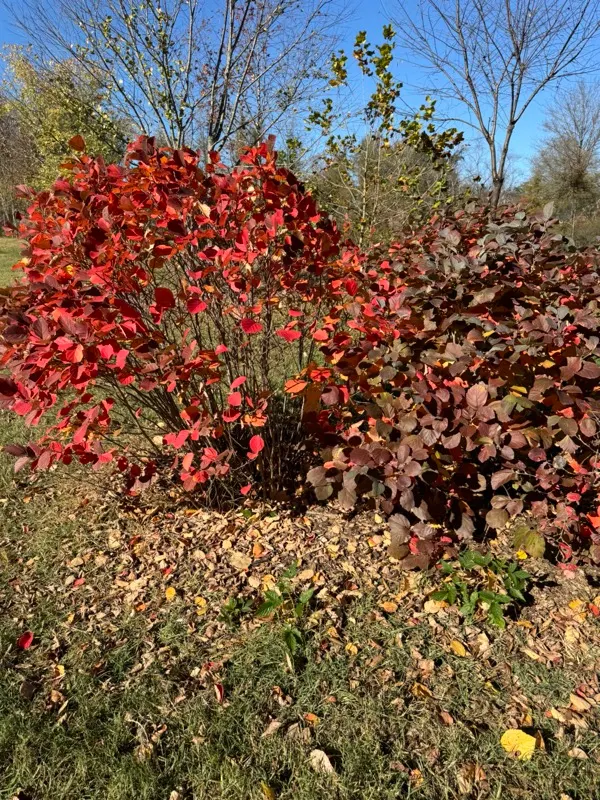 Blue Shadow Fothergilla (Fothergilla Gardenia 'Blue Shadow') — it's low-maintenance and excellent for foundation plantings