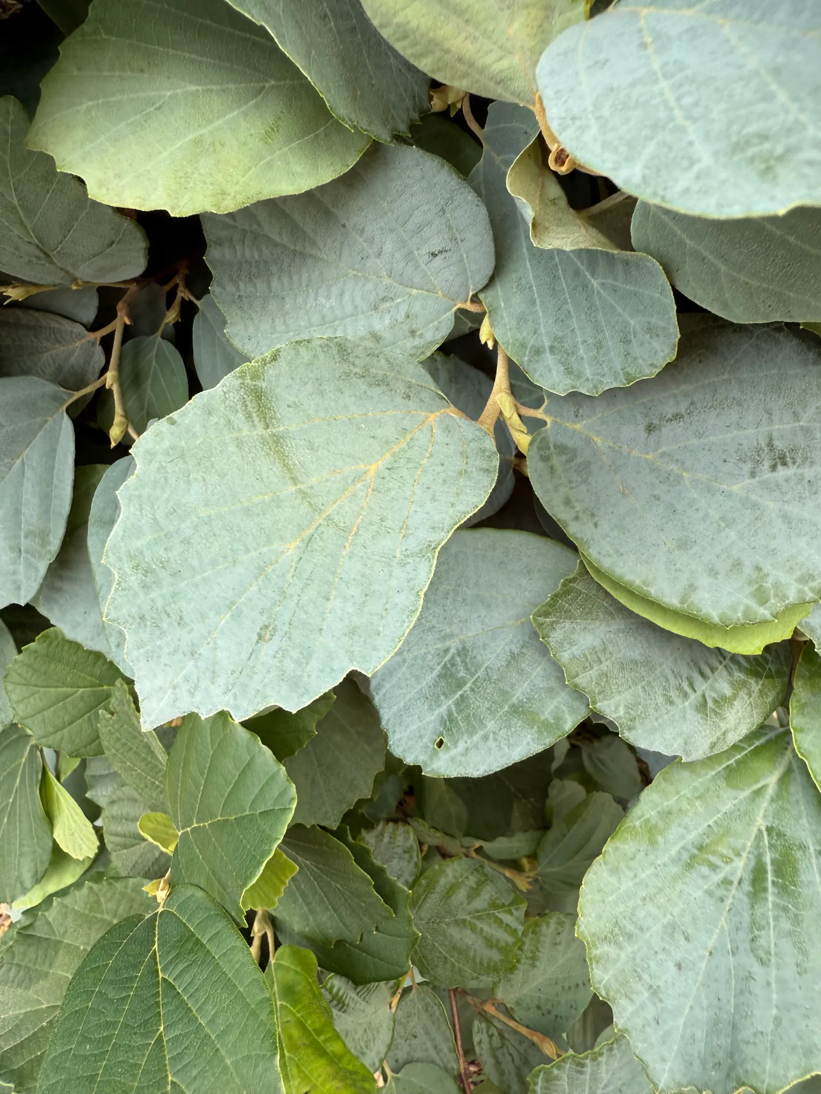 Blue Shadow Fothergilla (Fothergilla Gardenia 'Blue Shadow') — a captivating deciduous shrub
