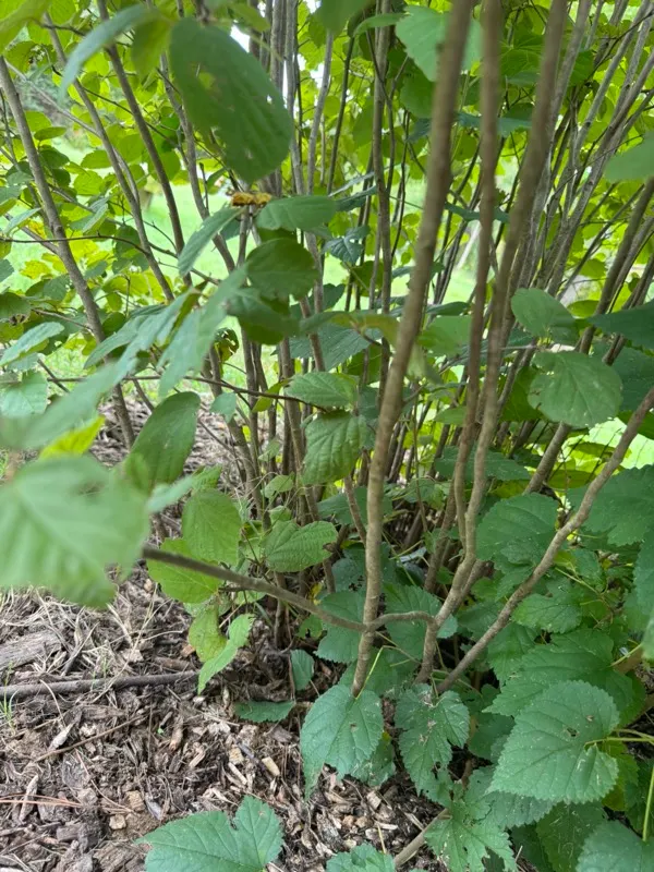 Blue Shadow Fothergilla (Fothergilla Gardenia 'Blue Shadow') — The Blue Shadow Witch-Alder