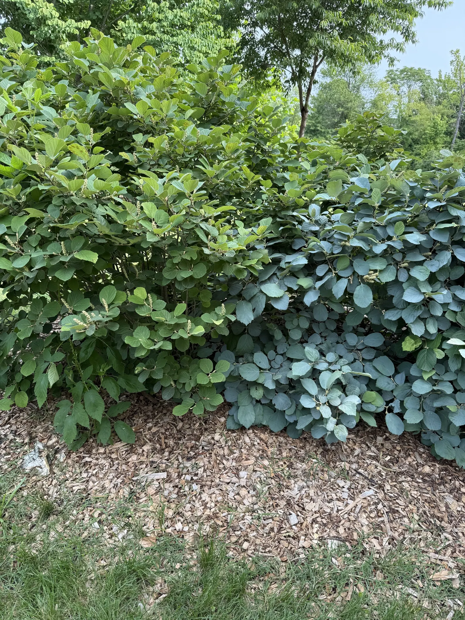 Blue Shadow Fothergilla (Fothergilla Gardenia 'Blue Shadow') — stands out with its striking