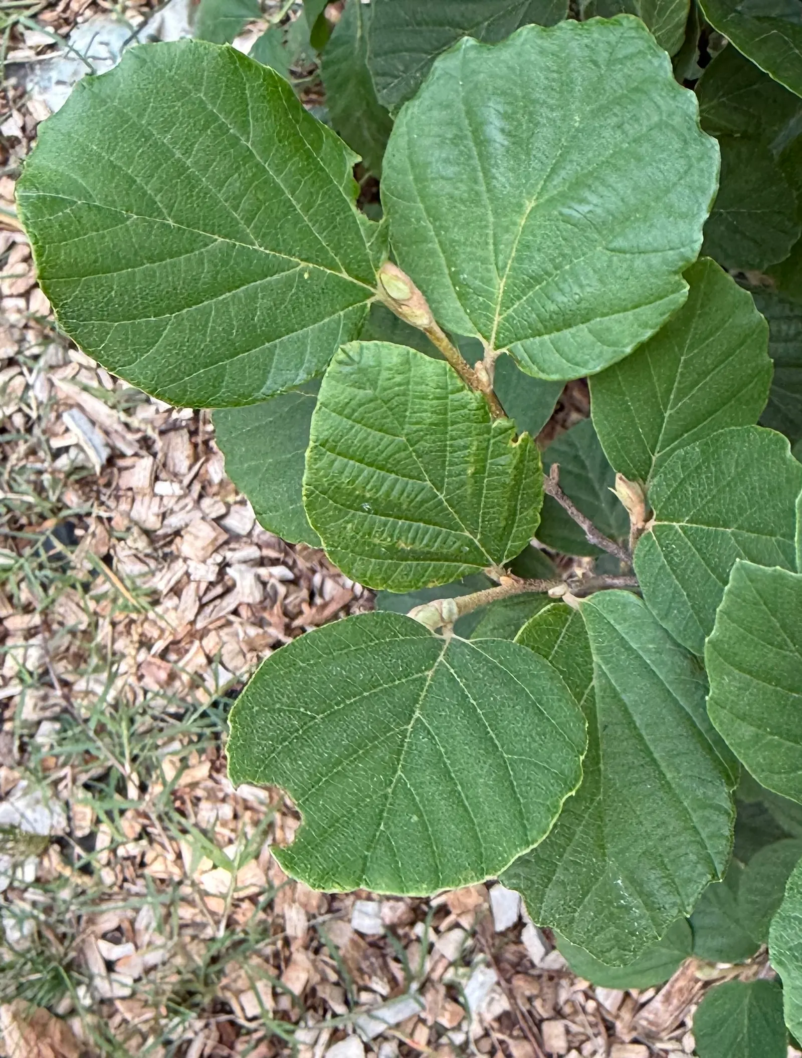 Blue Shadow Fothergilla (Fothergilla Gardenia 'Blue Shadow') — Prefers part sun to shade and acidic, well-drained soil