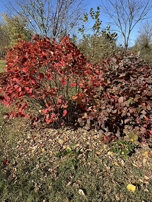 Blue Shadow Fothergilla (Fothergilla Gardenia 'Blue Shadow') — making it a resilient addition to any landscape.<br><br>When communicating with clients