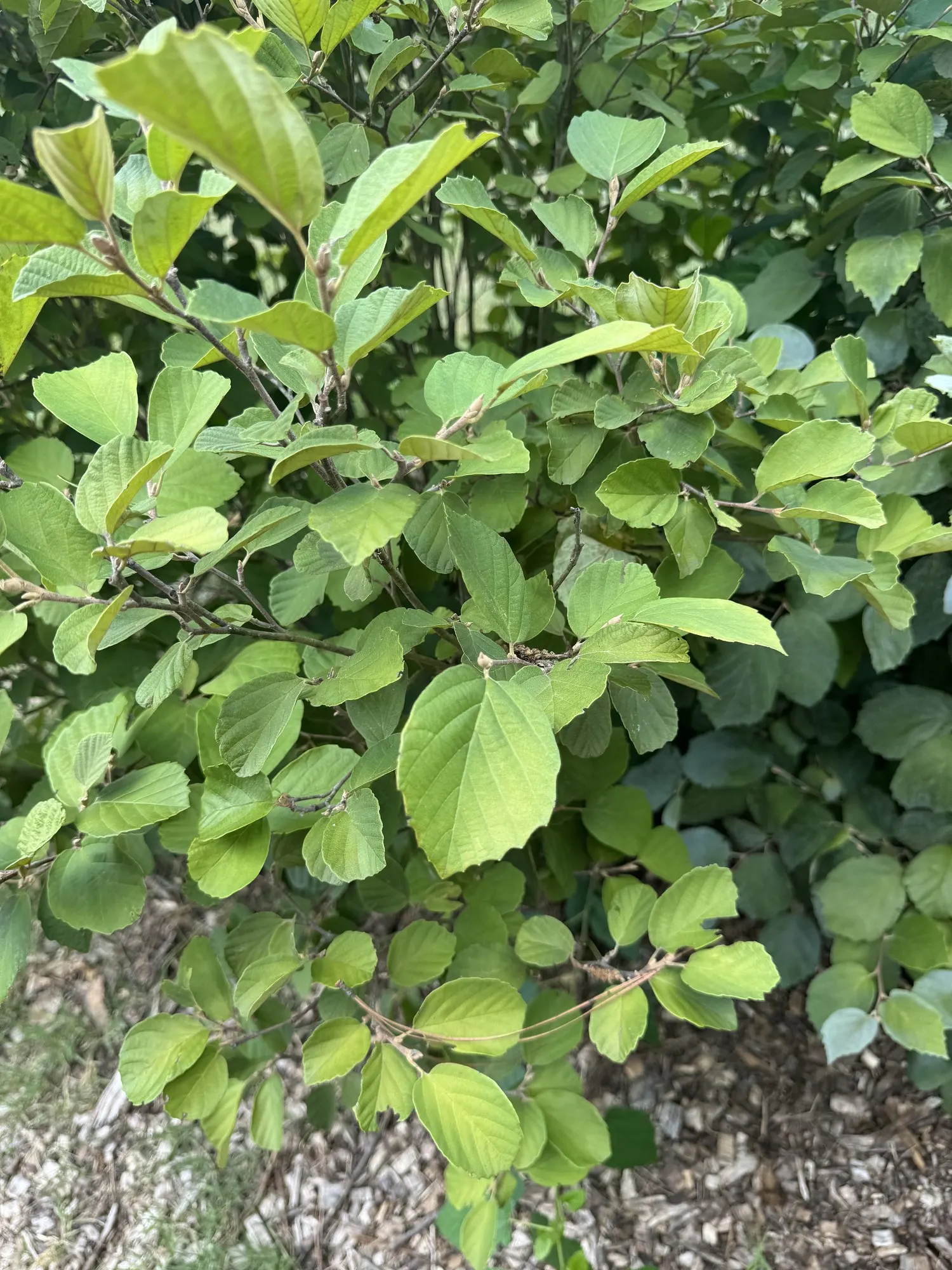 Blue Shadow Fothergilla (Fothergilla Gardenia 'Blue Shadow') — making it a compact option suitable for small to medium-sized gardens