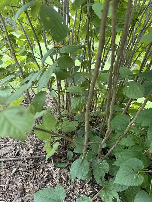 Blue Shadow Fothergilla (Fothergilla Gardenia 'Blue Shadow') — Fothergilla gardenii 'Blue Shadow' is notably resistant to many pests and diseases