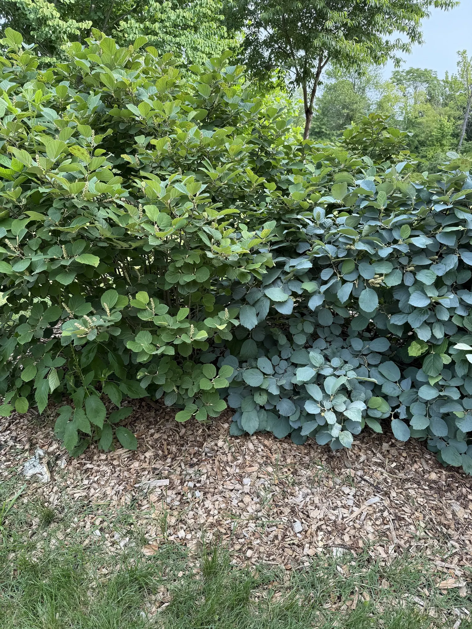 Blue Shadow Fothergilla (Fothergilla Gardenia 'Blue Shadow') — which adds a unique color palette to the garden setting