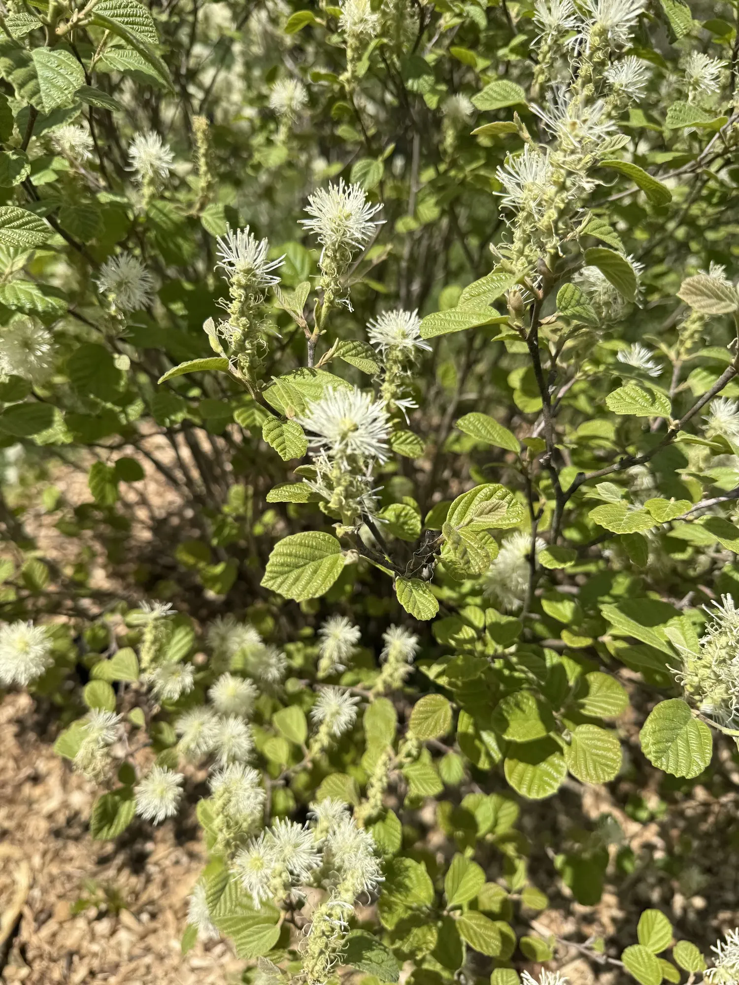 Blue Shadow Fothergilla (Fothergilla Gardenia 'Blue Shadow') — This cultivar is notable for its glaucous
