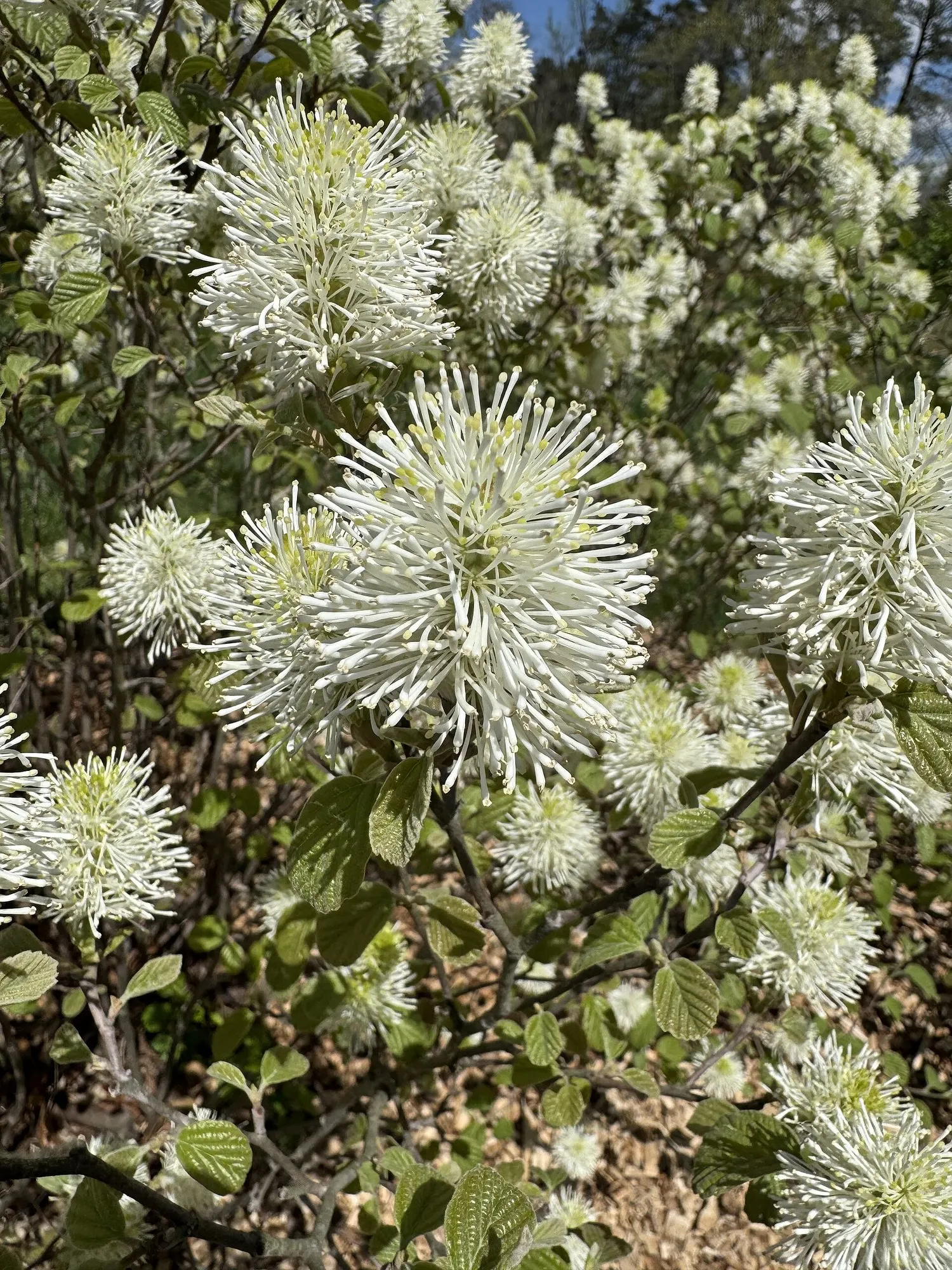 Blue Shadow Fothergilla (Fothergilla Gardenia 'Blue Shadow') — These blooms are not only a visual delight but also attract a host of pollinators to the garden