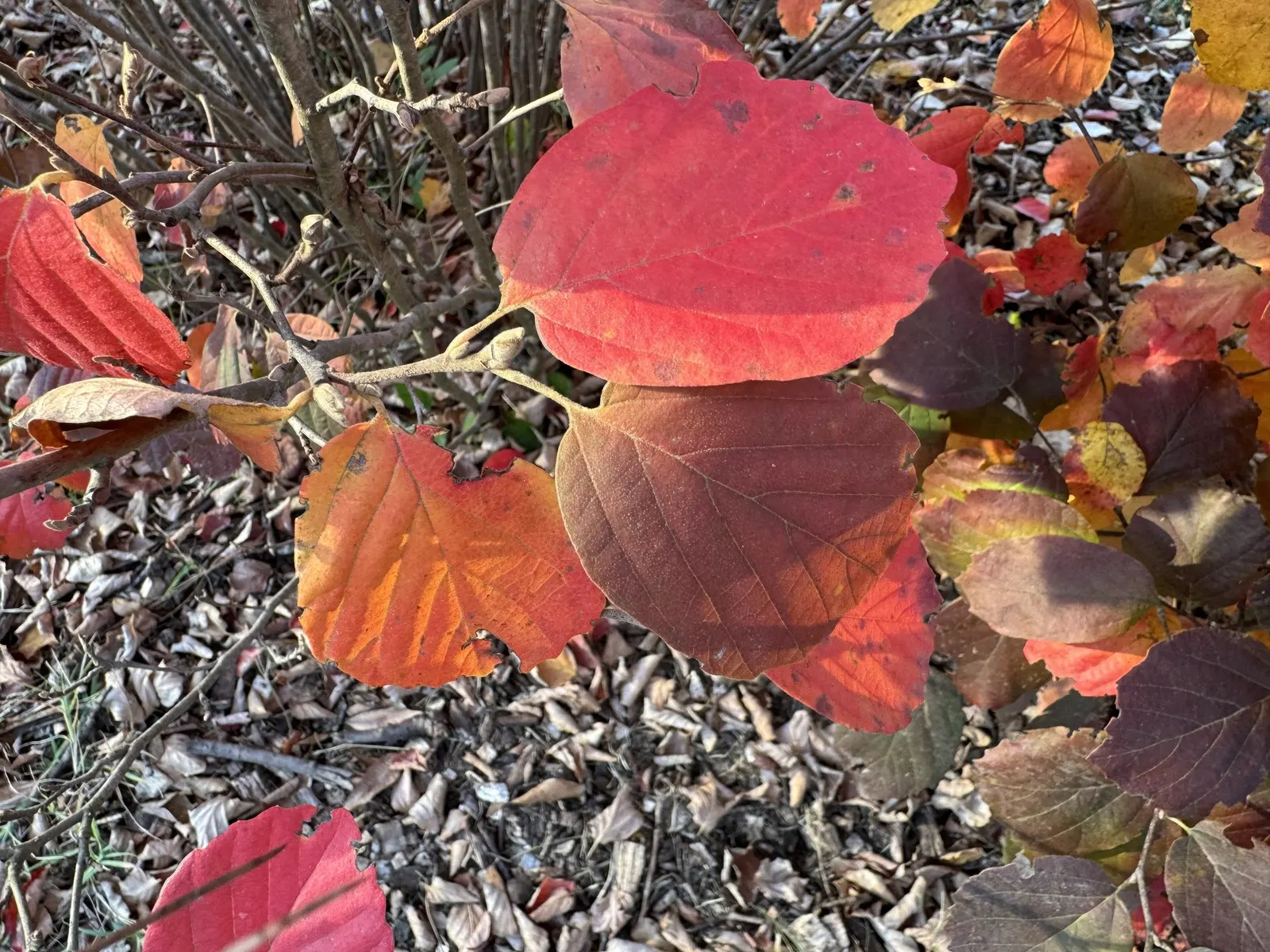 Blue Shadow Fothergilla (Fothergilla Gardenia 'Blue Shadow') — It is relatively low maintenance, requiring minimal pruning to remove any dead or damaged wood