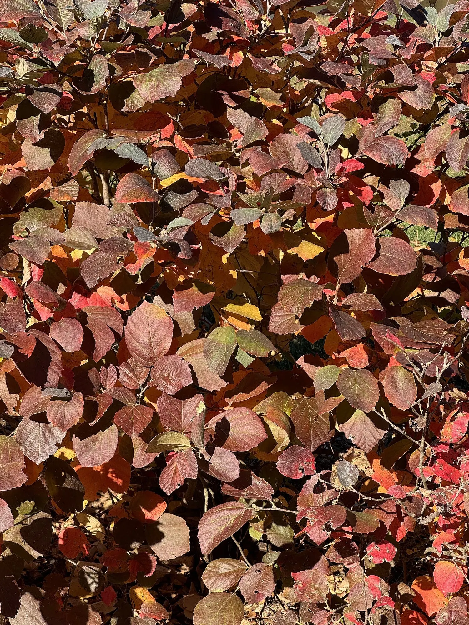 Blue Shadow Fothergilla (Fothergilla Gardenia 'Blue Shadow') — Hardy in USDA zones 5 through 8, it can tolerate temperatures down to -20°F