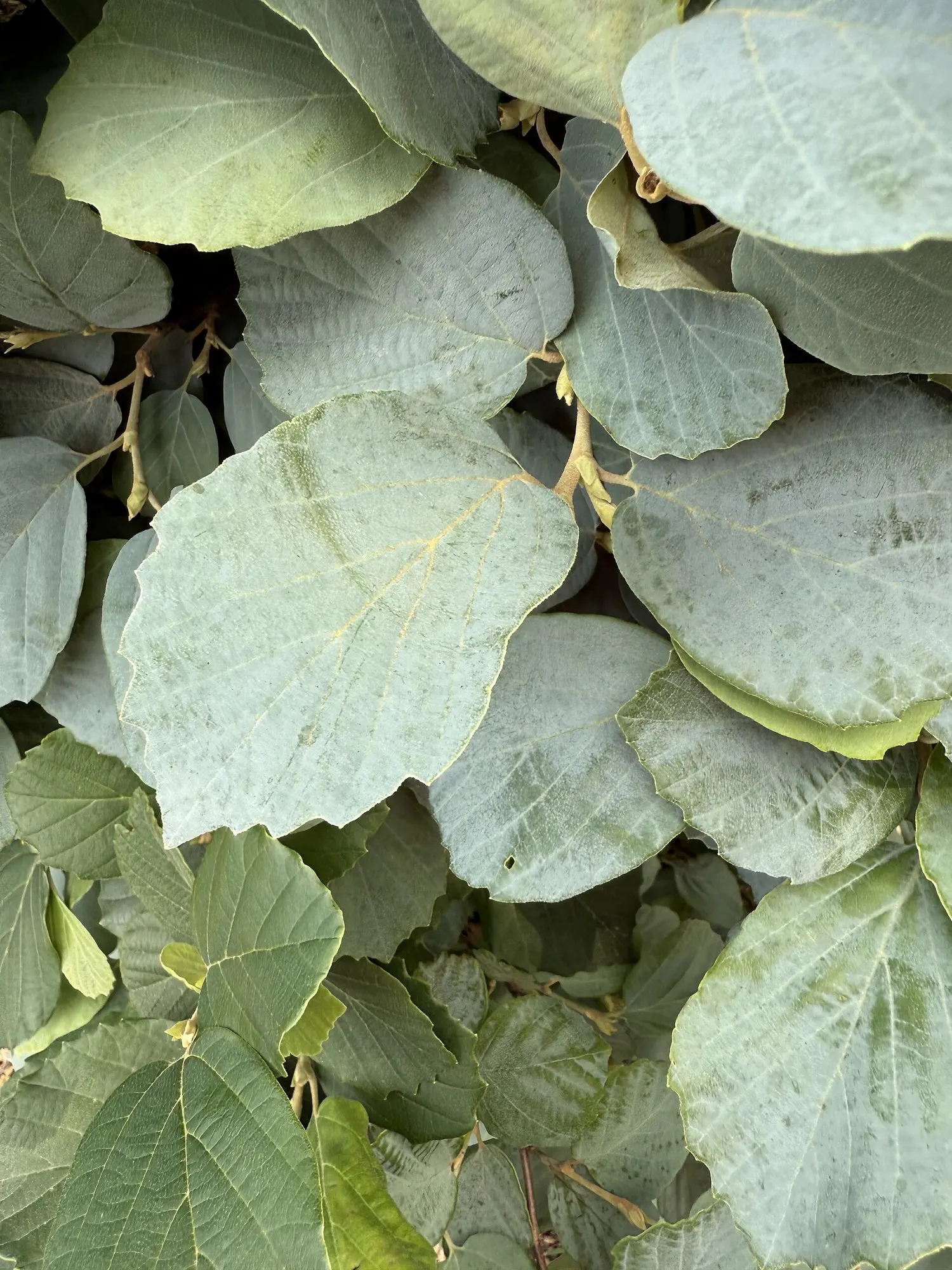 Blue Shadow Fothergilla (Fothergilla Gardenia 'Blue Shadow') — the foliage transitions to a striking display of yellows