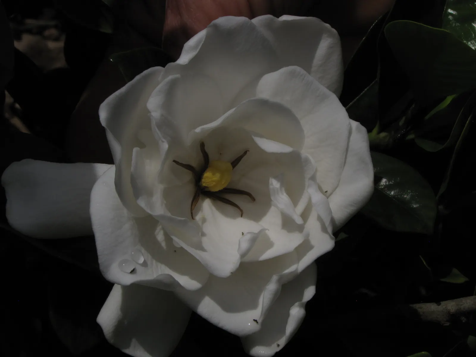 Trailing Gardenia (Gardenia Jasminoides 'Radicans Variegata') — The flowers are about 2 to 3 inches in diameter and exude an intoxicating scent reminiscent of