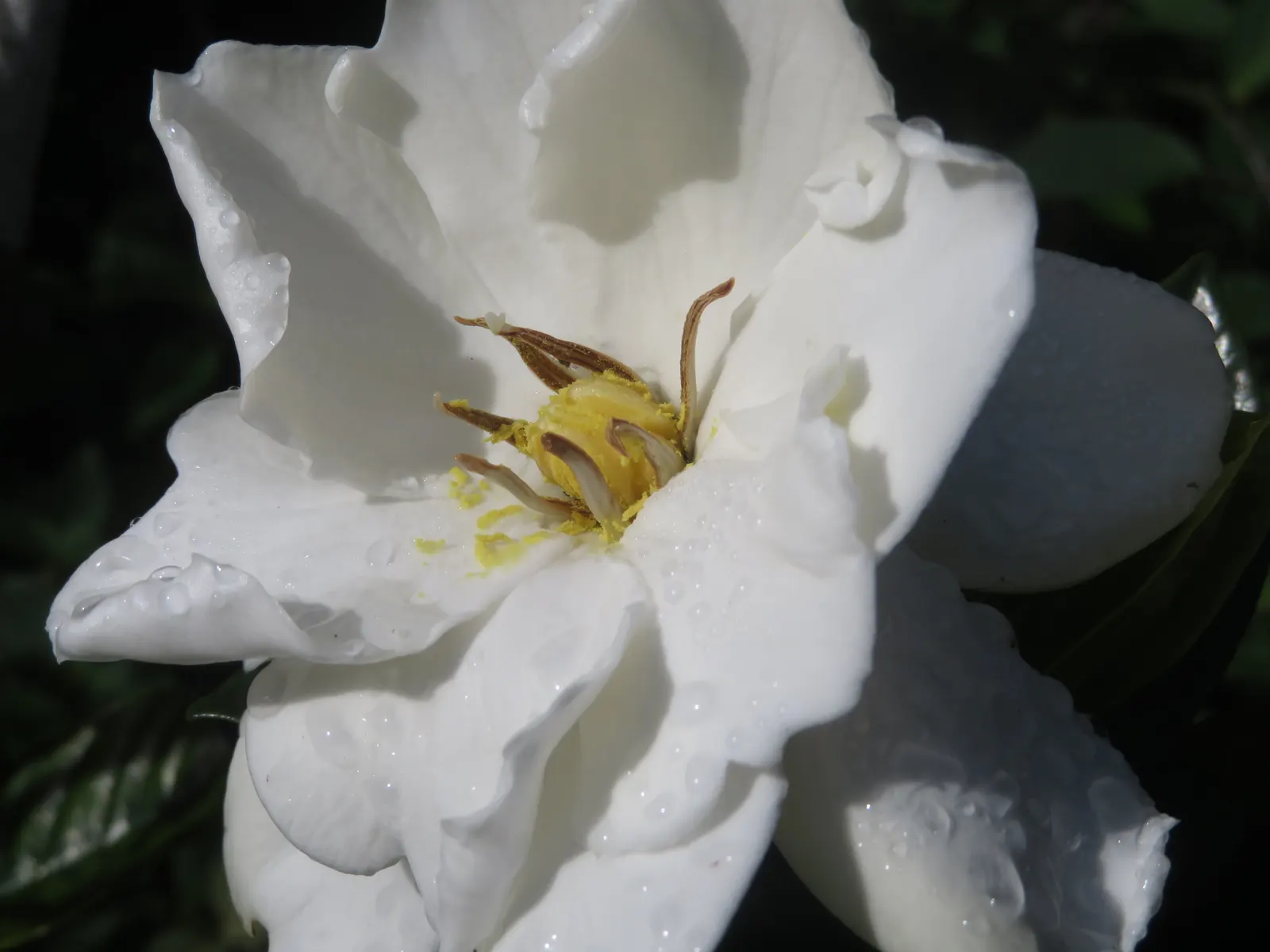 Trailing Gardenia (Gardenia Jasminoides 'Radicans Variegata') — Regular fertilization with a balanced