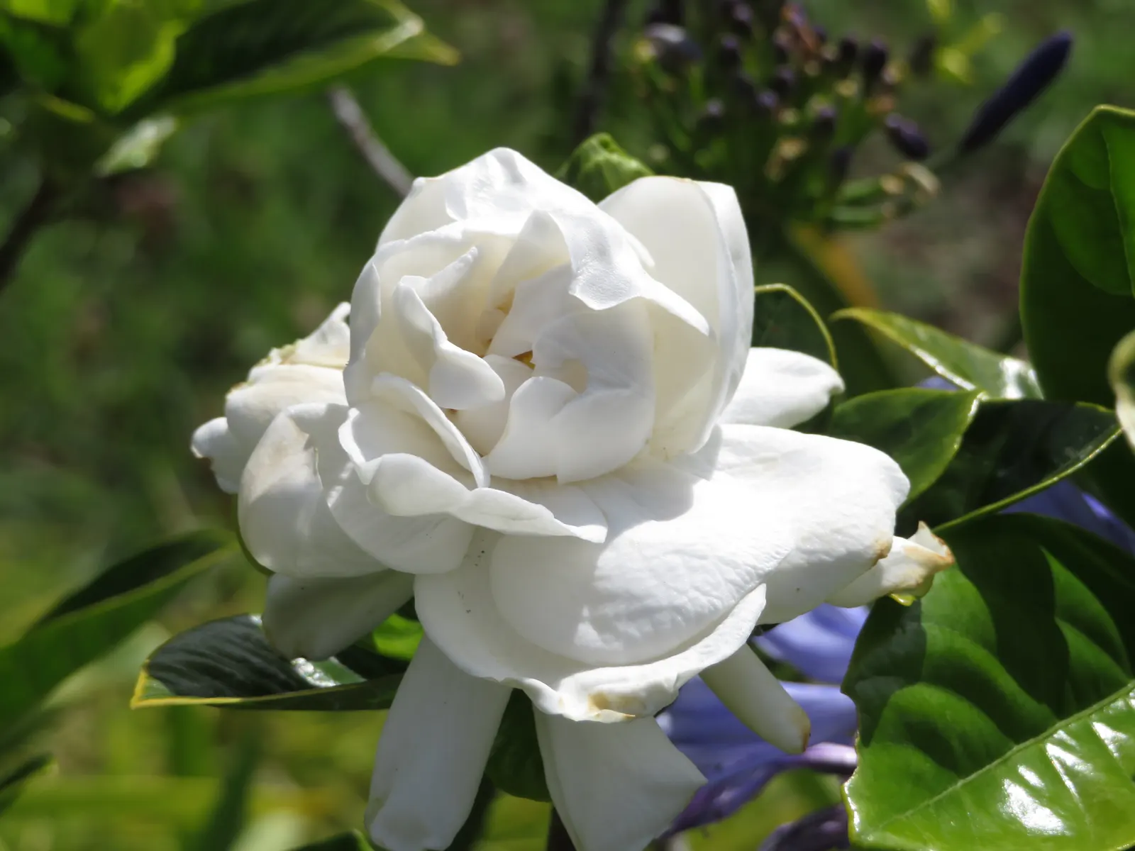 Trailing Gardenia (Gardenia Jasminoides 'Radicans Variegata') — the Trailing Gardenia thrives in USDA hardiness zones 7 to 10; glossy green leaves and highly