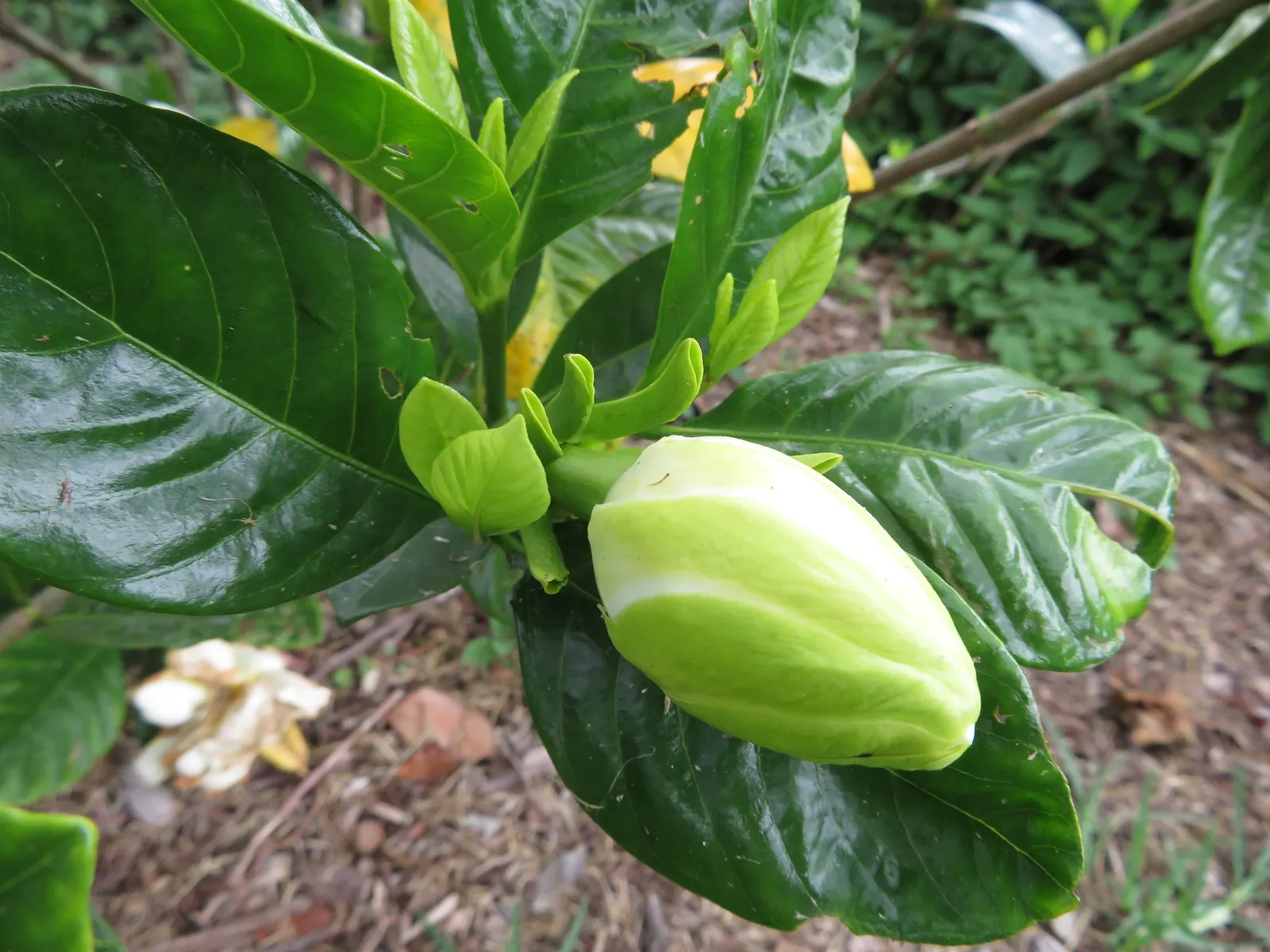 Trailing Gardenia (Gardenia Jasminoides 'Radicans Variegata') — white blossoms which emerge in late spring to early summer