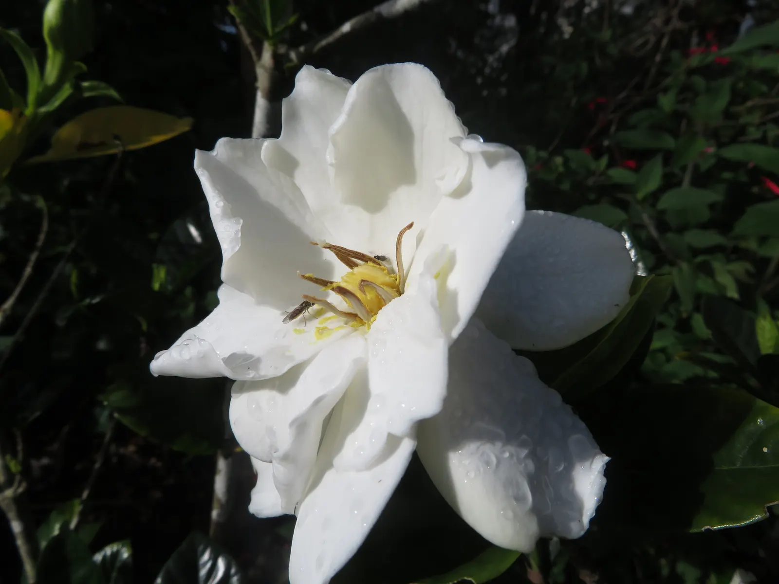 Trailing Gardenia (Gardenia Jasminoides 'Radicans Variegata') — The Trailing Gardenia 'Radicans Variegata' is a dwarf cultivar with creamy-edged