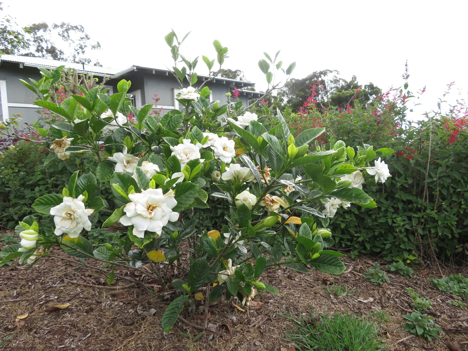 Trailing Gardenia (Gardenia Jasminoides 'Radicans Variegata') — Preferring partial to full sun, it's ideal for ground cover, borders, or containers; broadleaf