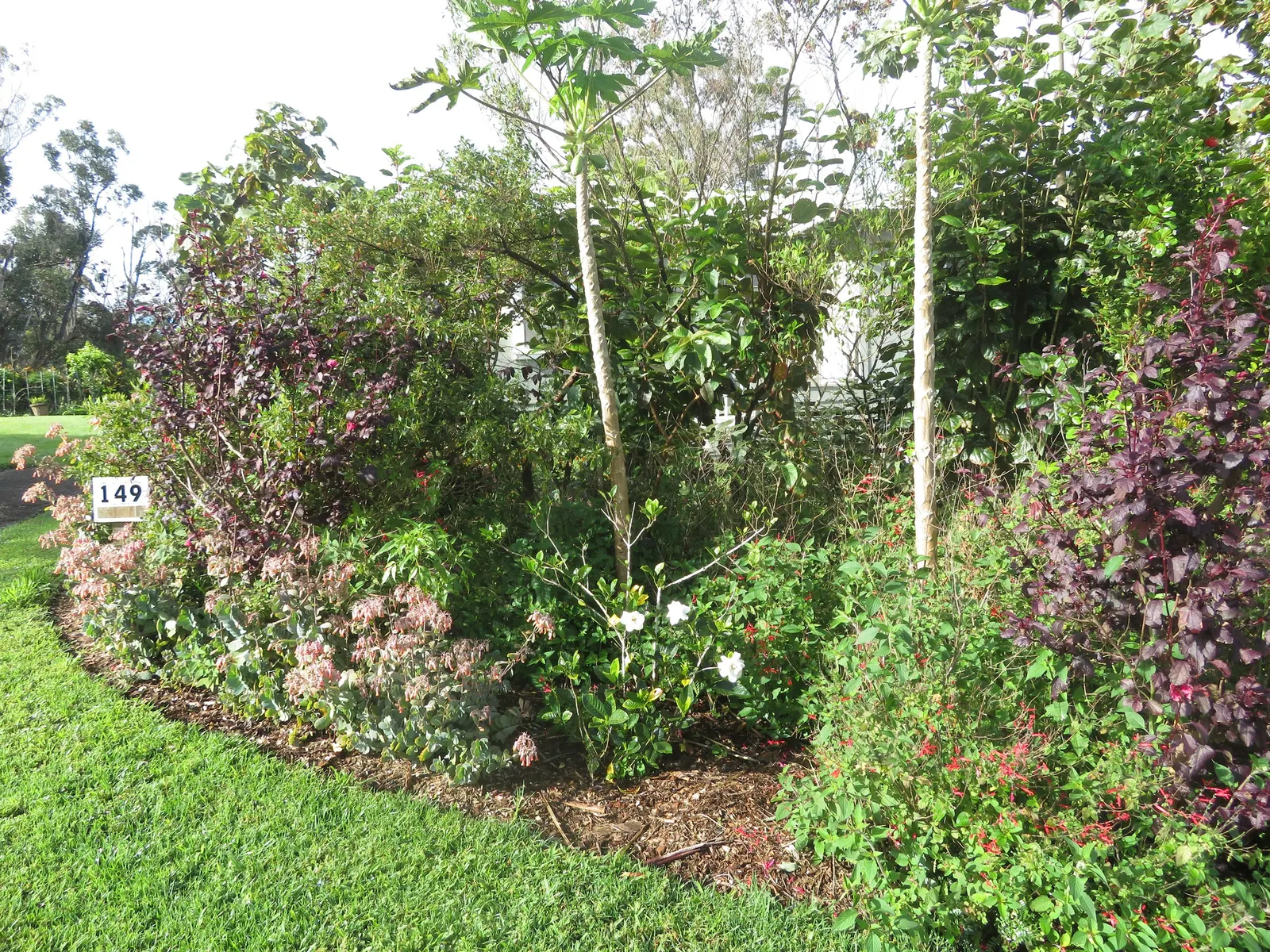 Trailing Gardenia (Gardenia Jasminoides 'Radicans Variegata') — Optimal growth is achieved in partial to full sun, receiving at least 4 to 6 hours of sunlight
