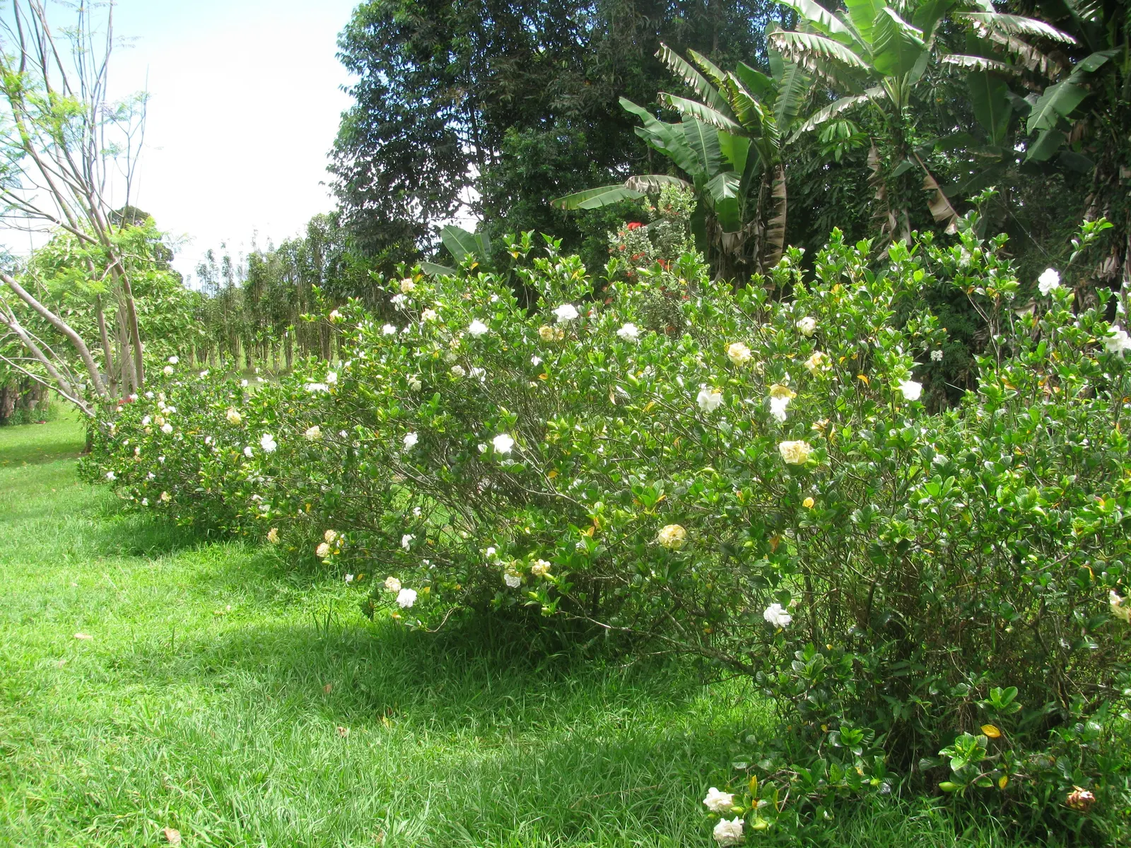 Trailing Gardenia (Gardenia Jasminoides 'Radicans Variegata') — Plant in well-draining, acidic soil and provide regular watering for optimal blooming
