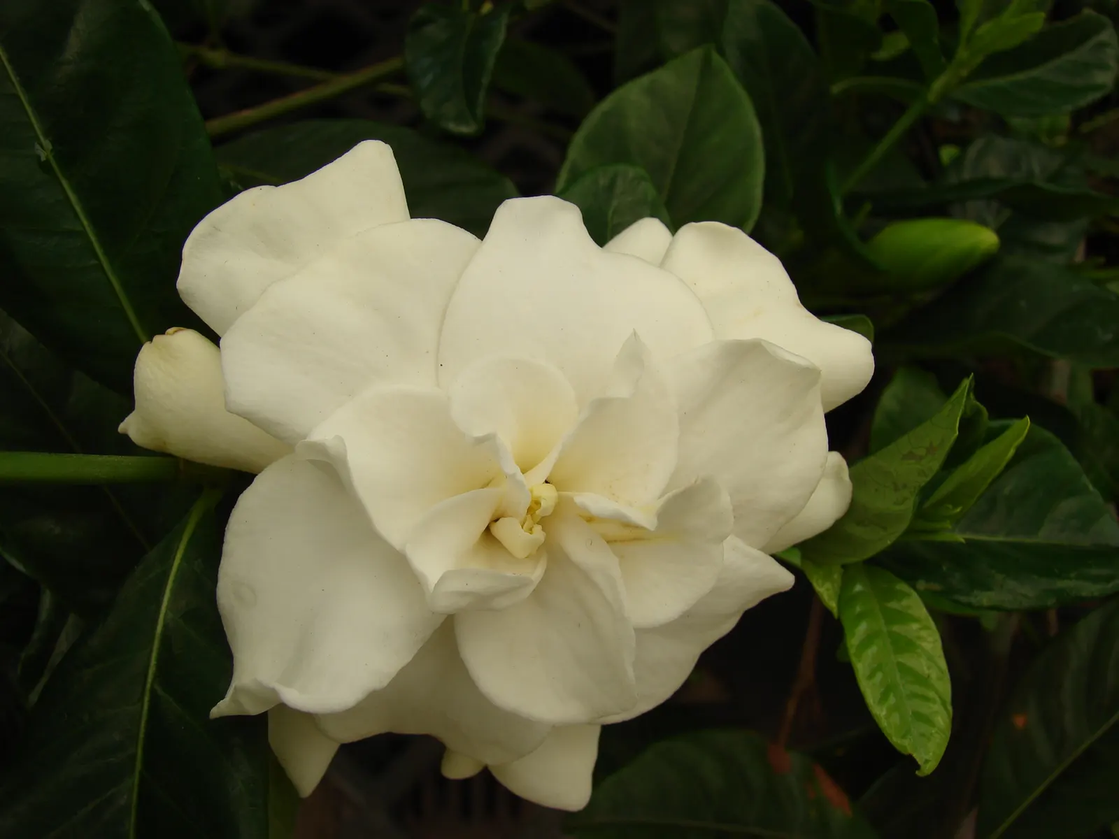 Trailing Gardenia (Gardenia Jasminoides 'Radicans Variegata') — Adds elegance and aroma to any garden space; adding to the plant's charm.<br><br>A versatile