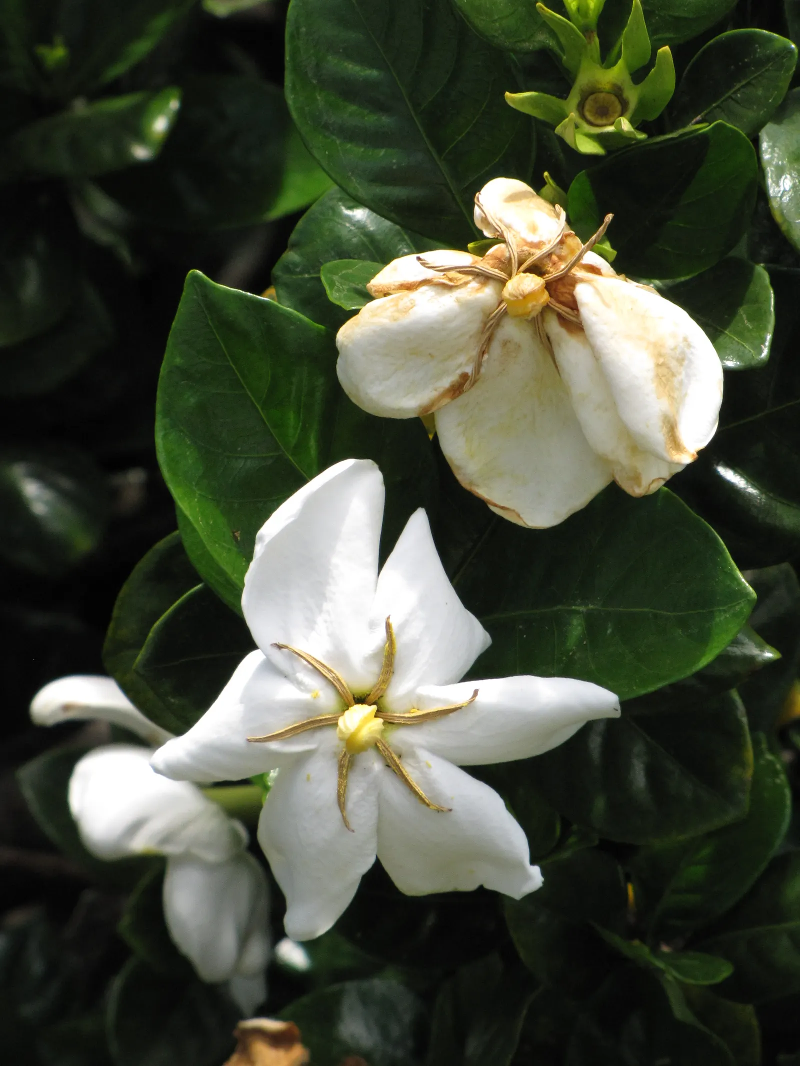 Trailing Gardenia (Gardenia Jasminoides 'Radicans Variegata') — It prefers a well-drained, acidic soil with a pH between 5.0 and 6.5