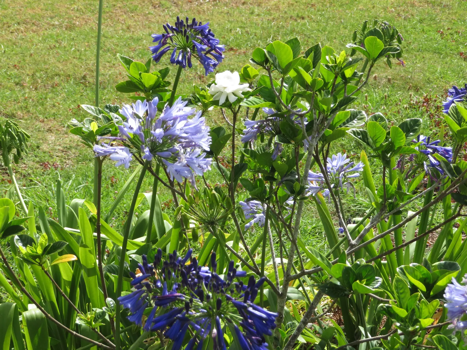 Trailing Gardenia (Gardenia Jasminoides 'Radicans Variegata') — white flowers in the garden