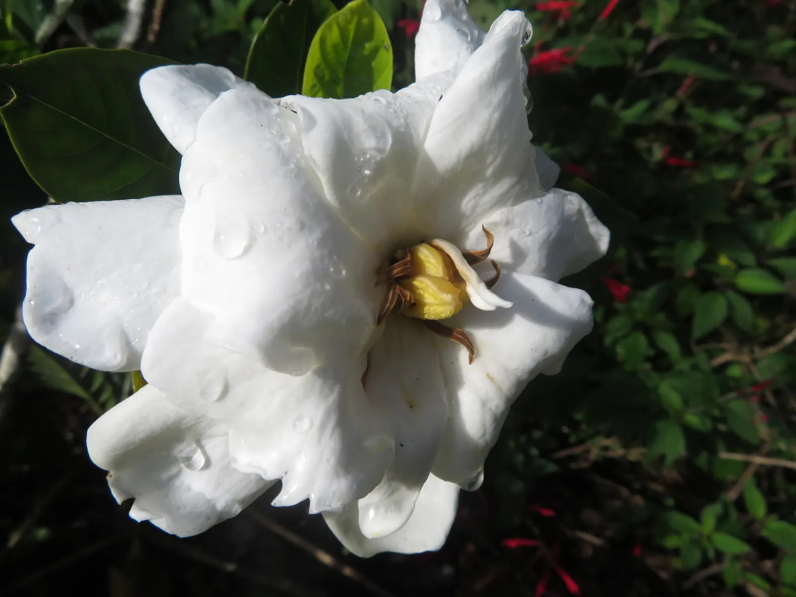 Trailing Gardenia (Gardenia Jasminoides 'Radicans Variegata') — adding a sensory experience to your landscape design; adds elegance and aroma to any garden