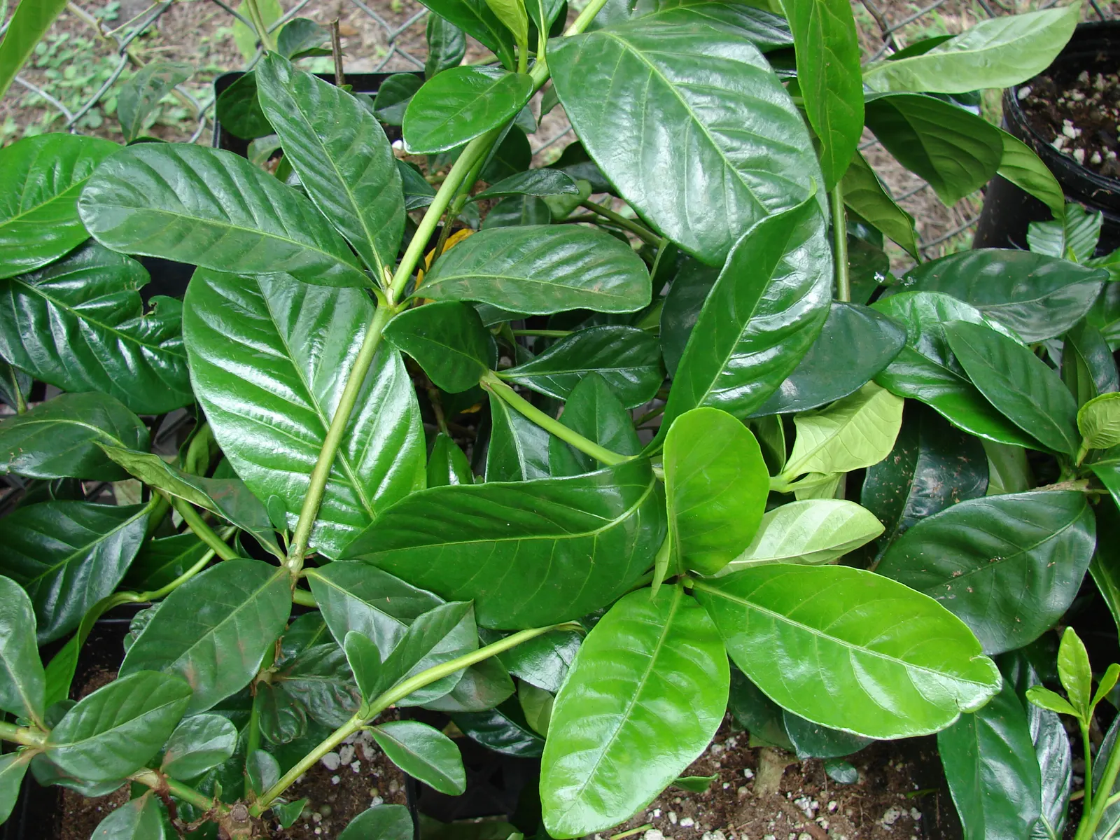 Trailing Gardenia (Gardenia Jasminoides 'Radicans Variegata') — is an exquisite evergreen ground cover with a distinctive appeal; reaching heights of 6-12