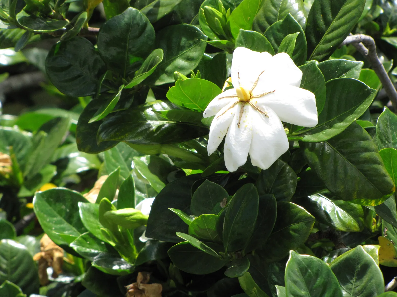 Trailing Gardenia (Gardenia Jasminoides 'Radicans Variegata') — white blossoms which emerge in late spring to early summer; optimal growth is achieved in